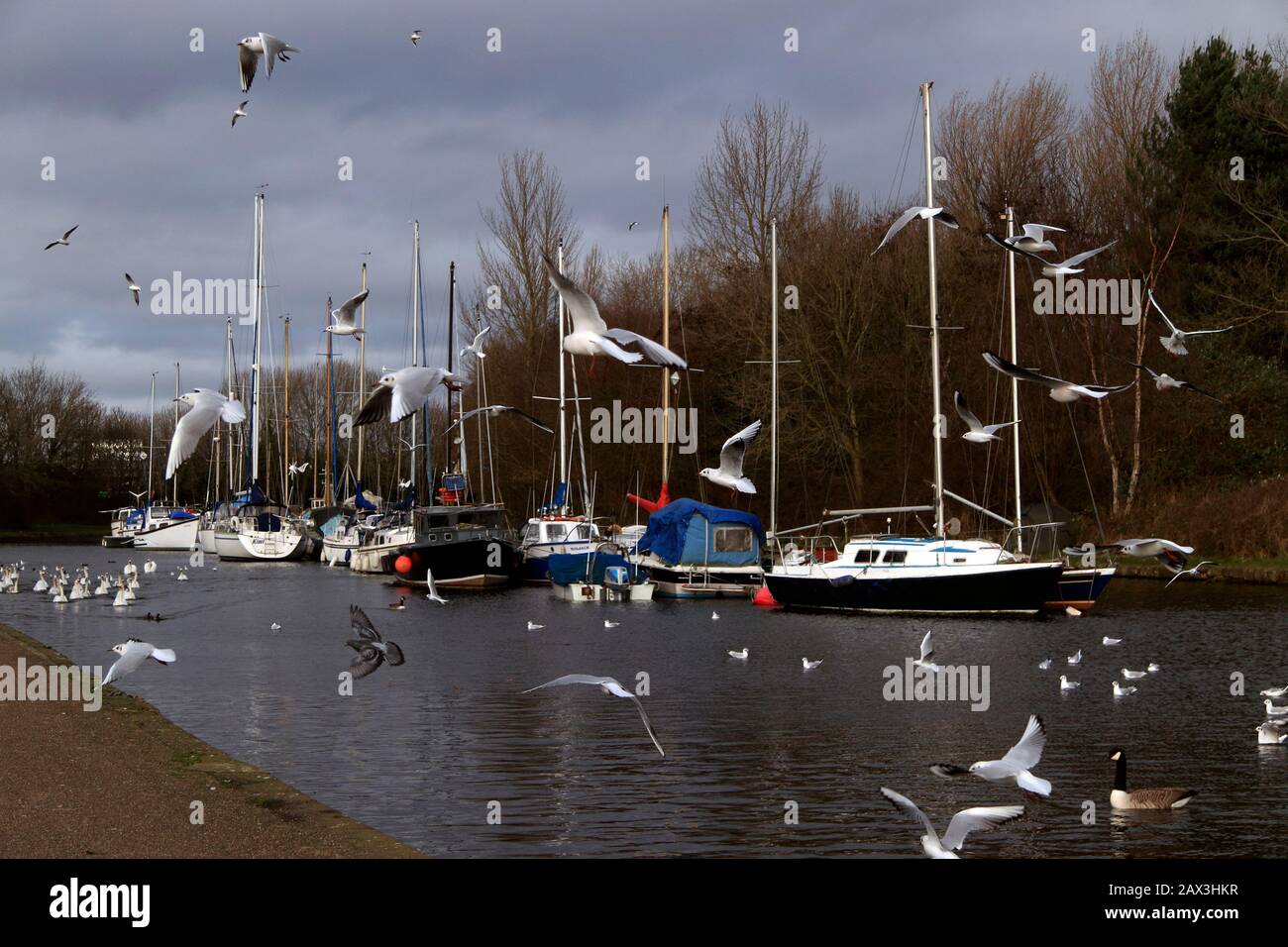 Nutrire gli uccelli sul canale Sankey (St Helens), Spike Island, Widnes, Cheshire, Regno Unito Foto Stock