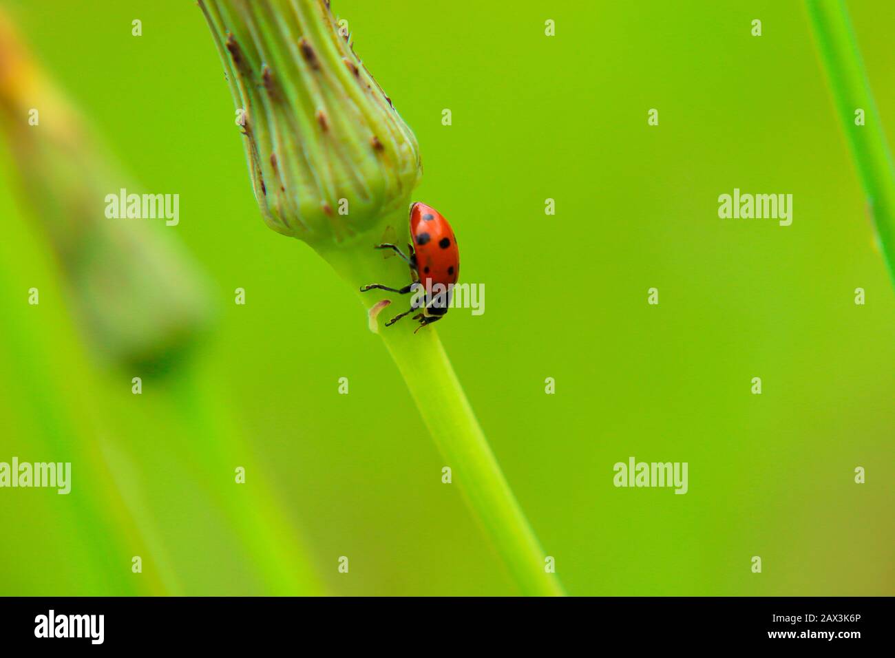 Coccinella sul fiore Foto Stock