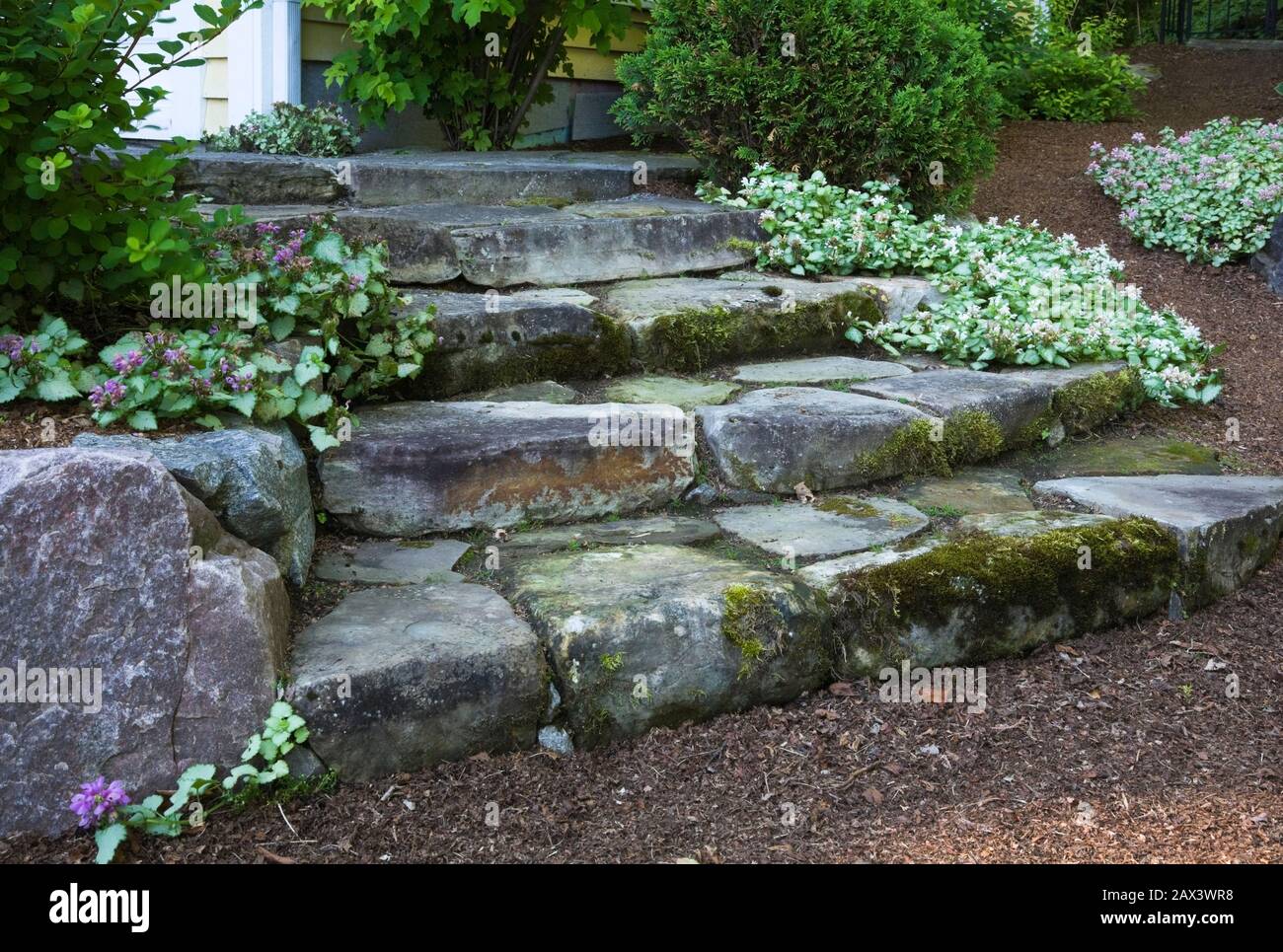 Gradini in pietra naturale ricoperti di verde Bryophyta - Moss e lichen crescita borderd di viola e rosa Lamium - Deadnettle fiori in giardino cortile. Foto Stock