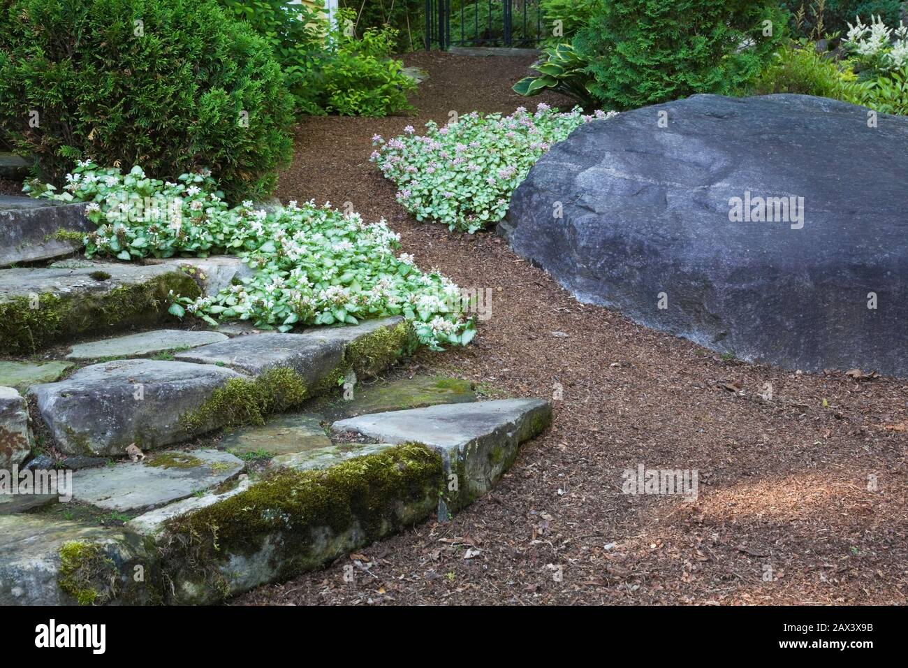 Gradini in pietra naturale ricoperti di verde Bryophyta - Moss e lichen crescita borderd da rosa e viola Lamium - Deadnettle fiori in giardino cortile. Foto Stock