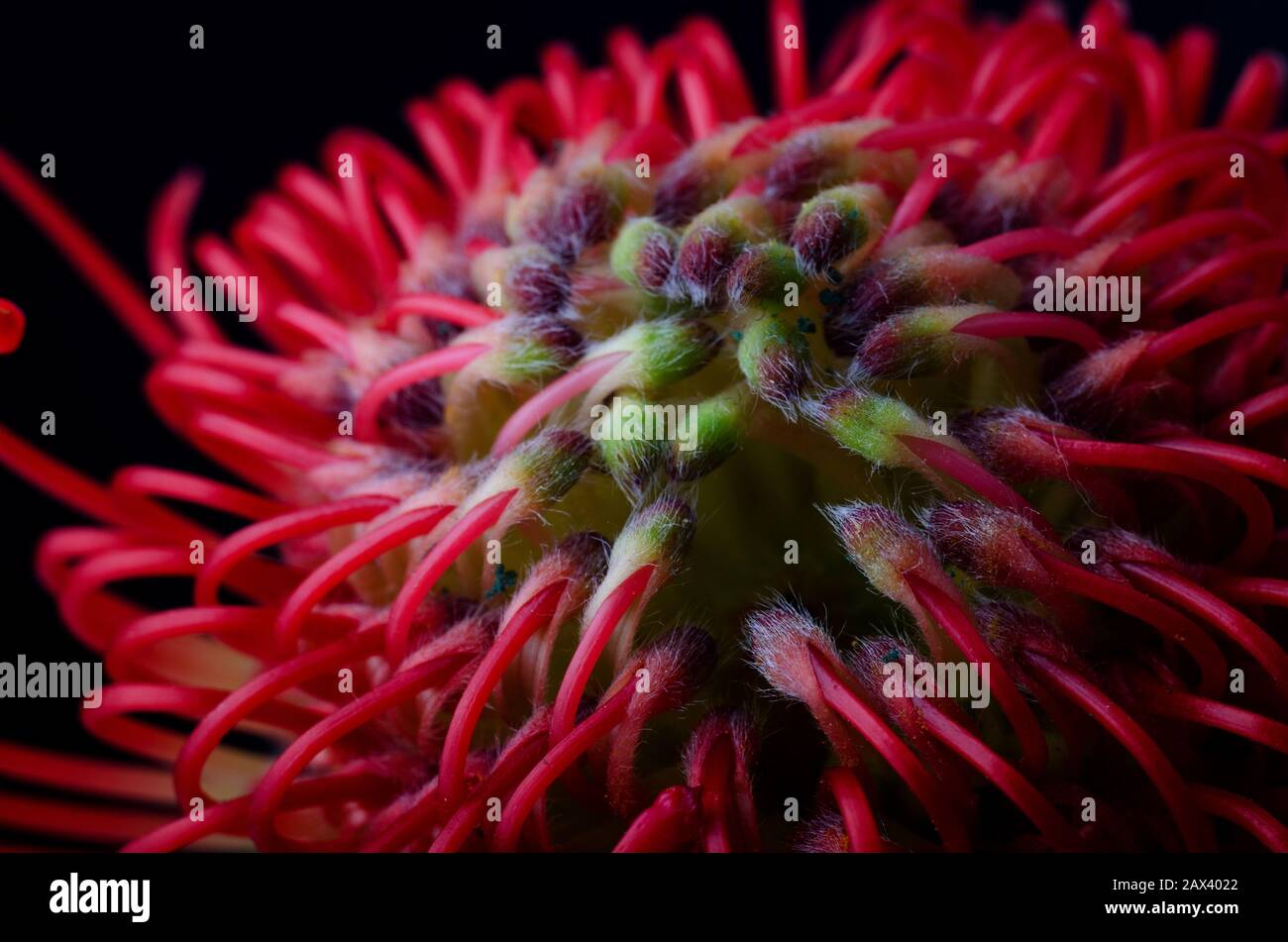 Simbolo Di Forza Immagini E Fotos Stock Alamy