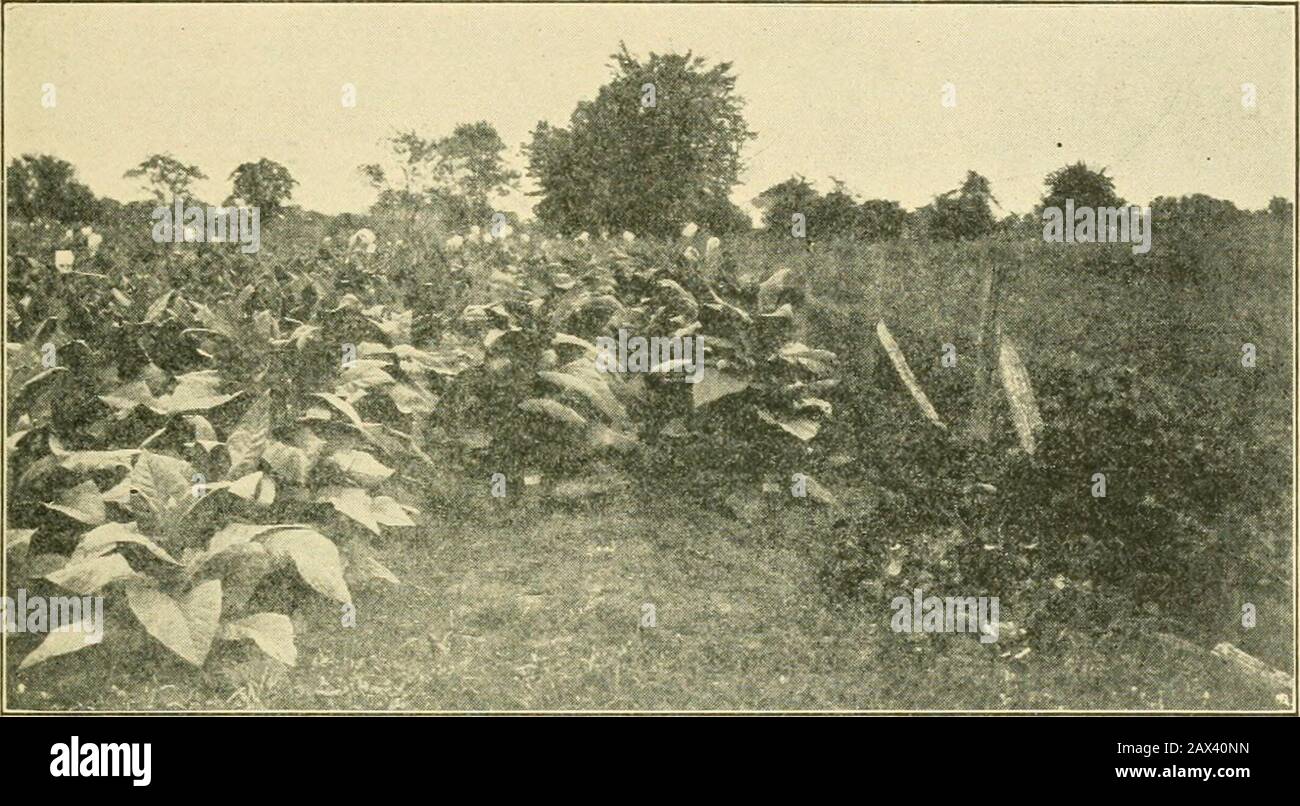 Colture agricole, loro coltivazione e gestione, un manuale non tecnico per la coltivazione, la gestione e il miglioramento delle colture agricole . Norfolk serie di suoli classificati dal U. S. Bureau di Suoli. Questo terreno produce un foglio sottile e colorato chiaro che viene usato nella produzione di sigarette e tabacchi granulati. Il suolo su cui il tabacco burly è cresciuto è anche un suolo leggero, come è anche il suolo di tabacco del Maryland. Il TABACCO 205 del suolo del tabacco del Connecticut e del Massachusetts è un suolo leggero e gravelly appartenente alla serie di suoli di Hartford e quando fertilizzato bene produce un Foto Stock