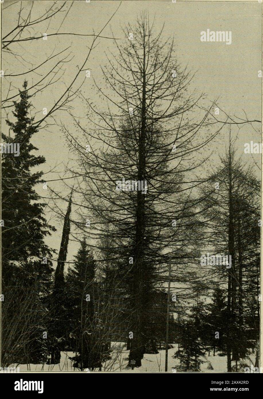 Mitteilungen der Deutschen Dendroologischen Gesellschaft . e Tannen für Hybrizwischen A. sibiricaund A. balsamea: Pendula eine Wuchsform, A. hibrida Sr. (= A. sib. X; bals.columnaris), conica und piramidalis und 2 Zwergforraen: Nana und parvula.sibereiner Aufklärung von Forsinsilen und bedürfen von Medieiner und Beteiner und Beteinsbeseiner von Beteiner und Beteiner von Beteilen und  . Unter Abies pectinata podolica führt Schröder eine angeblich winterharteWeiß-Tanne auf, weniger widerstandsfähig gezeigt Hat als dieStammart. Von der Rindenlaus Chermes leiden besonders Abies balsamea und subal-pina. In den le Foto Stock