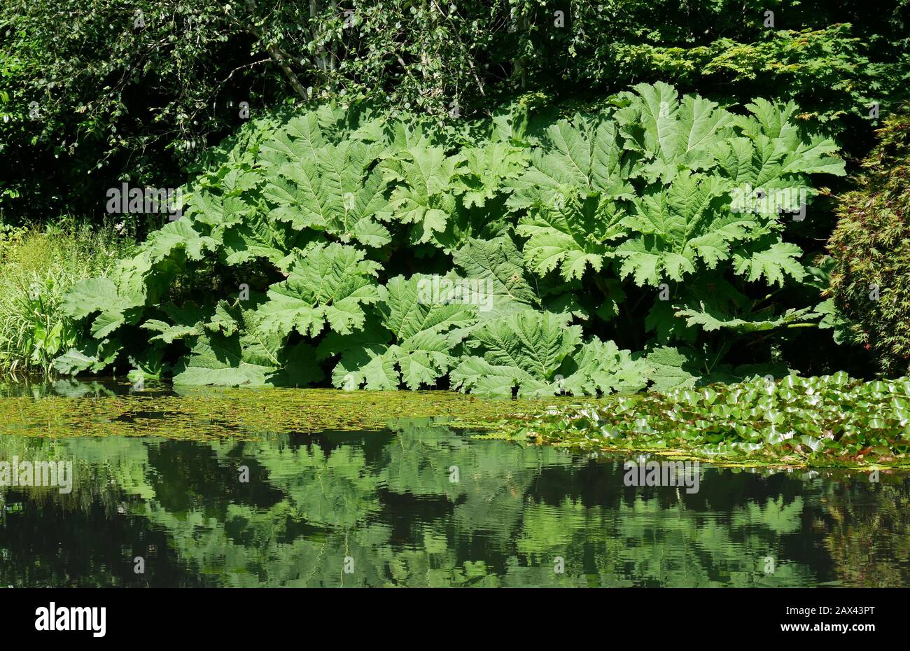 Le piante di Gunnera si riflettono in un piccolo lago o stagno in una giornata di sole in estate. Foto Stock