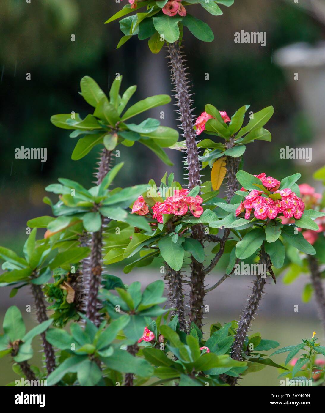 Pianta Spina Di Cristo Significato Corona di spine, Euphorbia mili, pianta di Cristo, Corona de Cristo, o