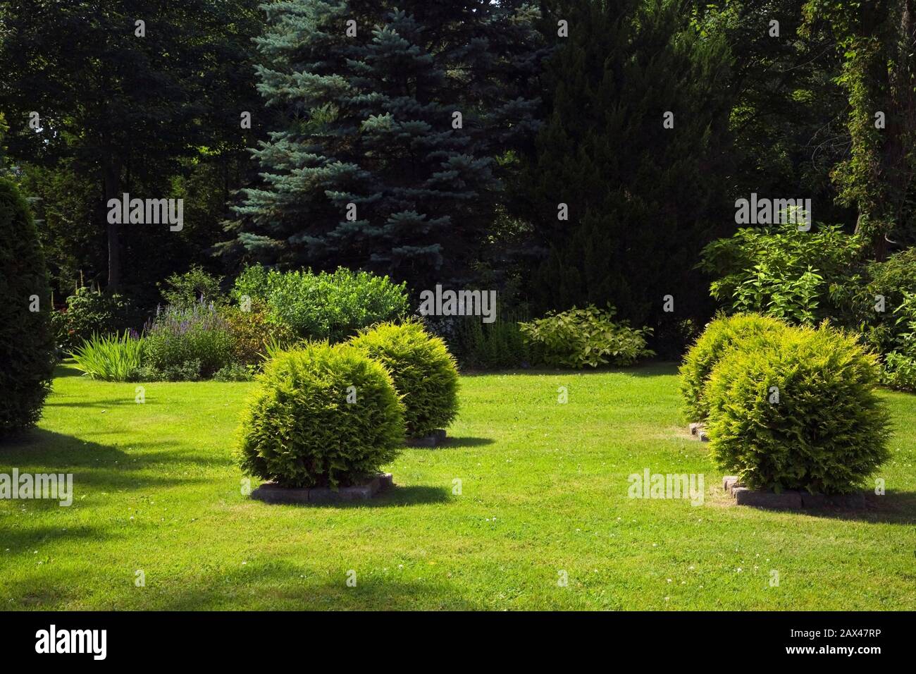 Thuja a forma di globo - arbusti di cedro nel mezzo di un prato in erba in giardino privato cortile in estate. Foto Stock