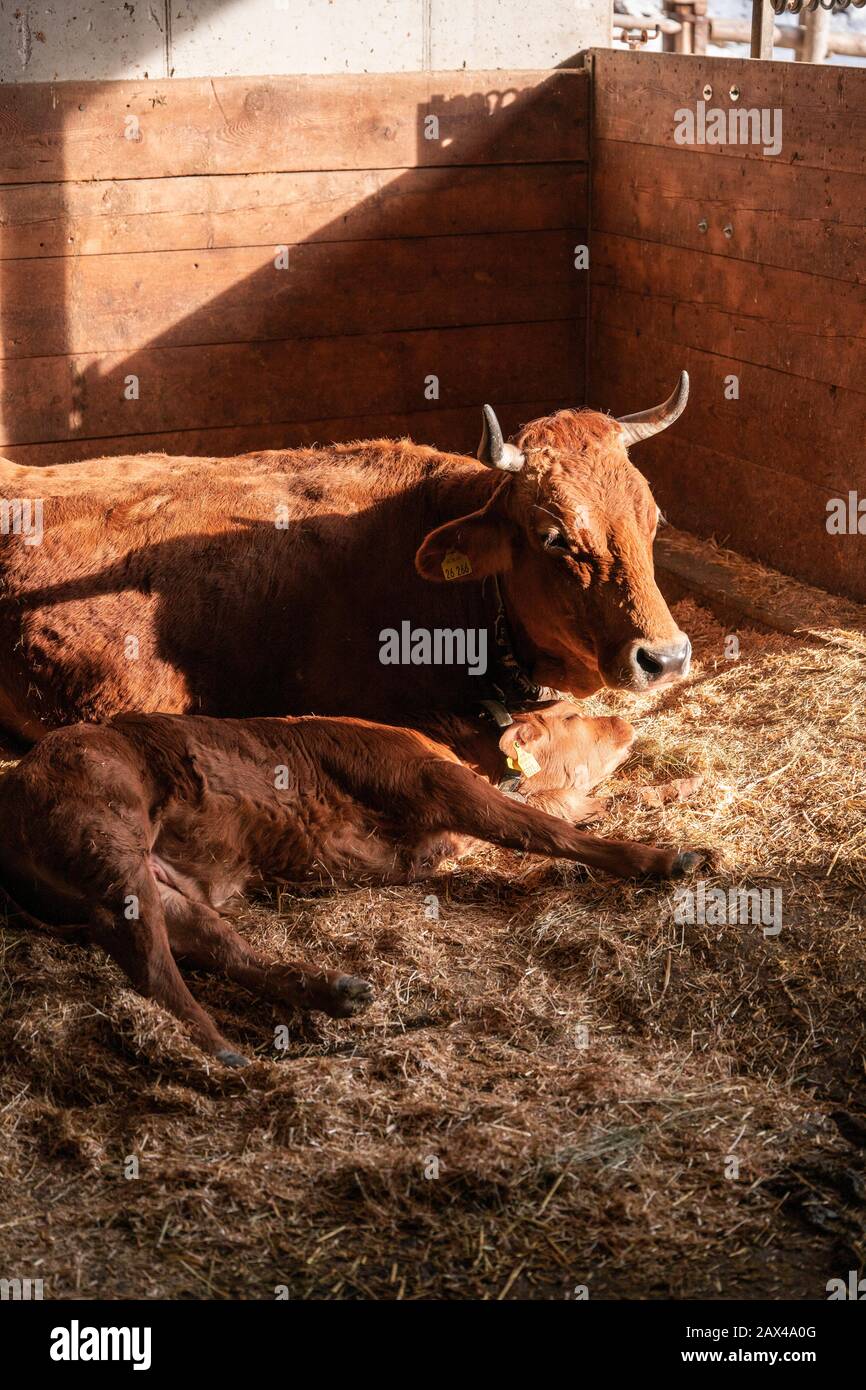 Bos taurus con un bambino che dorme nel fieno, mucca con un bambino che si posa nel fieno Foto Stock