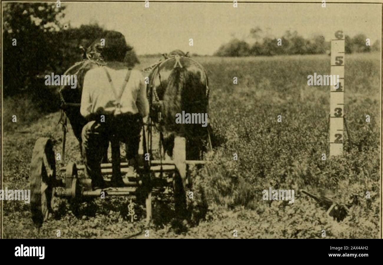 Mais; coltivazione, giudizio, allevamento, alimentazione, commercializzazione; per l'agricoltore e studente di agricoltura, un testo-libro per i collegi agricoli e le scuole superiori. Parte delle forniture minerali di un suolo fertile si trovano chem-acemente combinato con humus, ed è soprattutto in questa forma che theyare utilizzato dalle colture. Così, la perdita di humus da raccolto continuo-ping mette un altro controllo sulle rese di raccolto, per non importa quanto grande approvvigionamento di thenatural dei minerali in un determinato suolo, sono inutili a coltivando fino a reso solubile. ??Minnesota Bulletin, N. 89.Minnesota Bulletin, N. 94. ROTAZIONI. 95 NECESSITÀ Foto Stock