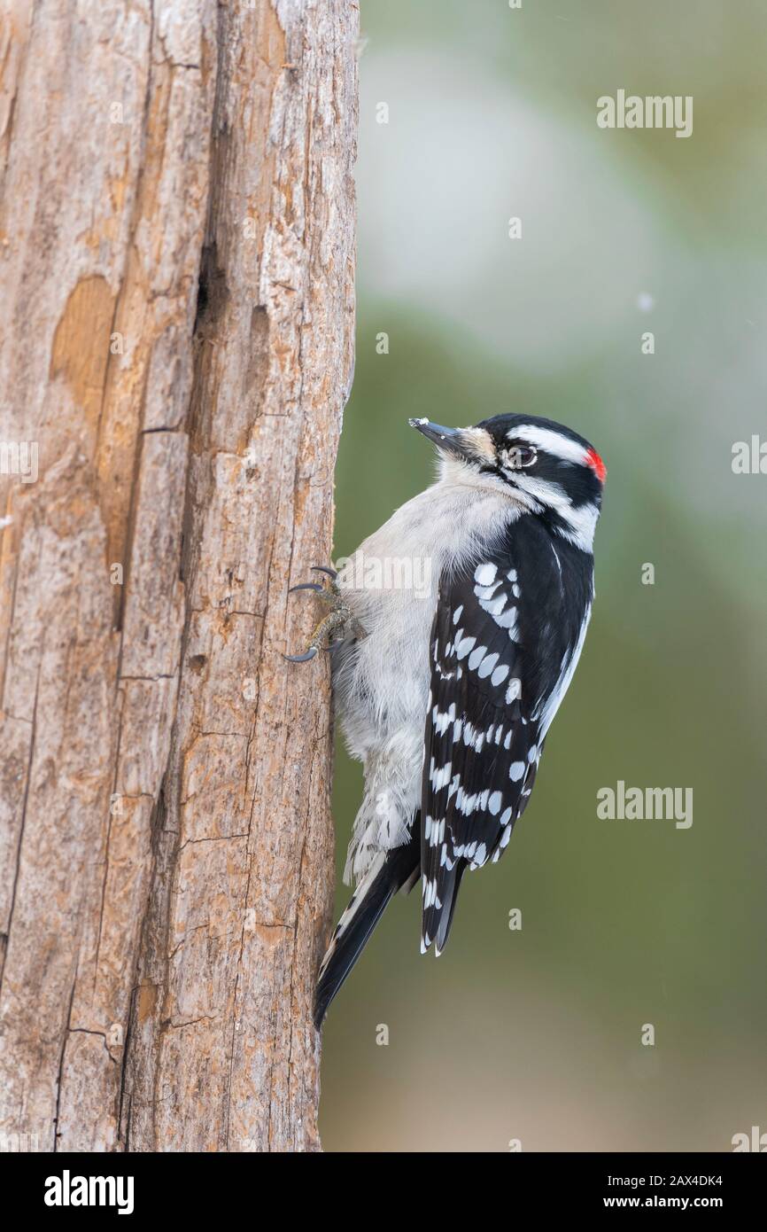 Picoides pubescens, uccello residente, Inverno, e Nord America, di Dominique Braud/Dembinsky Photo Assoc Foto Stock