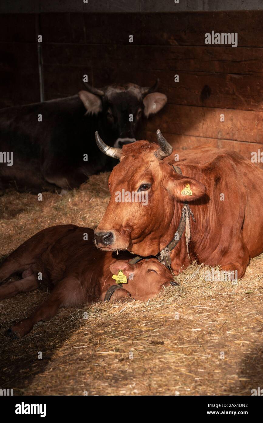 Bos taurus con un bambino che dorme nel fieno, mucca con un bambino che si posa nel fieno Foto Stock