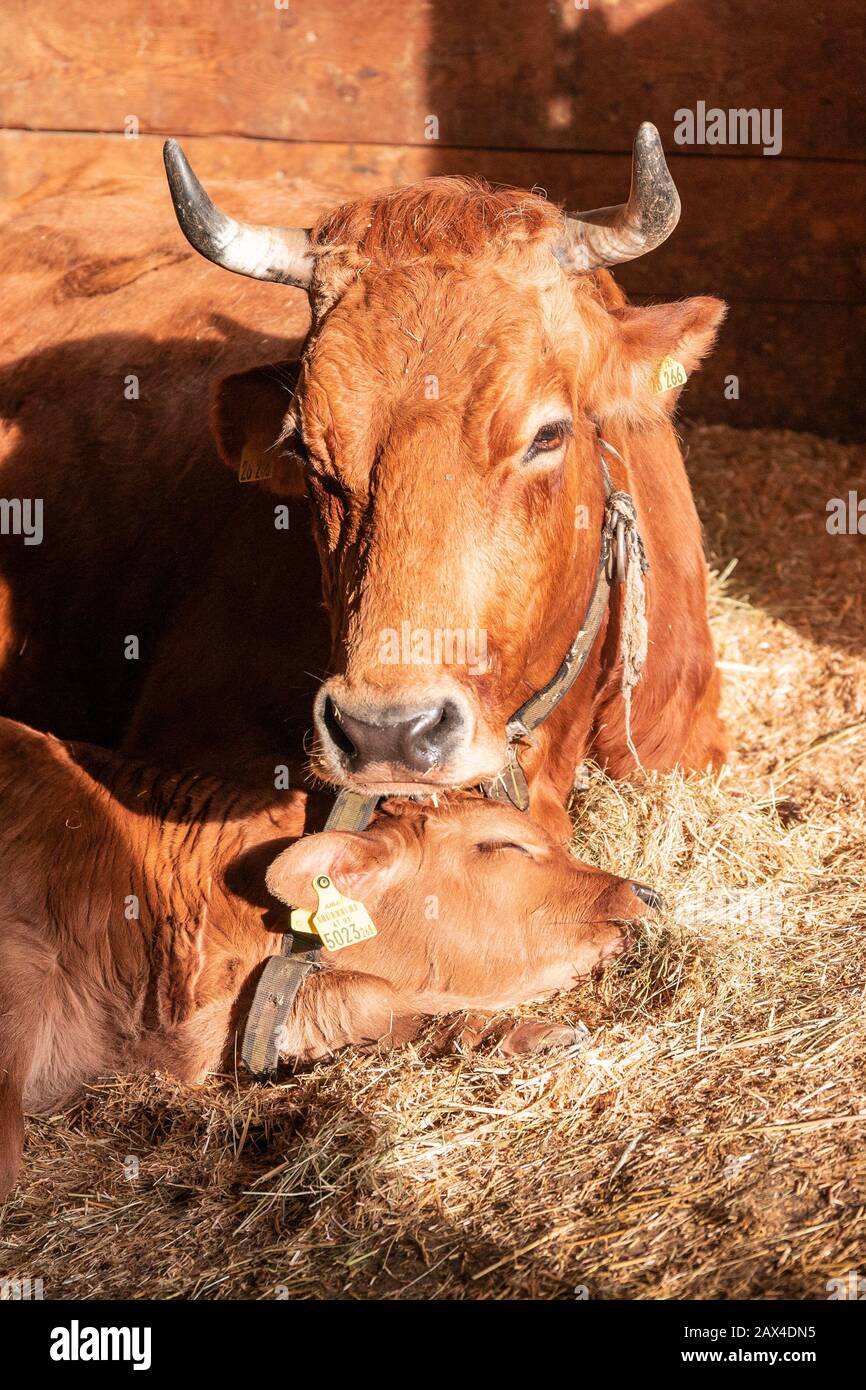 Bos taurus con un bambino che dorme nel fieno, mucca con un bambino che si posa nel fieno Foto Stock