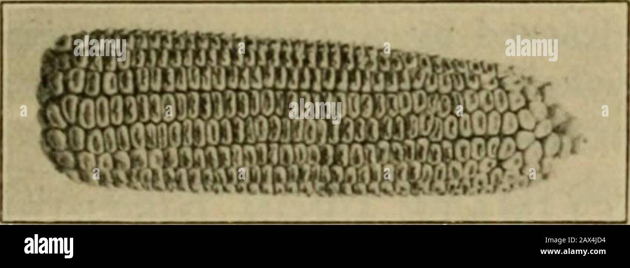 Mais; crescere, giudicare, allevare, nutrire, commercializzare; per l'agricoltore e studente di agricoltura, un libro di testo per le scuole superiori e le università agricole . y . 100 bushels6 tonnellate 75 bushels2 tonnellate 40 bushels2 tonnellate 2 tonnellate 3 tons3 tons8 tonnellate 100 libbre 17 libbre 19 pou 48 6 52 148 23 71 45 7 9 24 4 40 69 11 49 46 6 11 19 4 34 65 10 45 48 6 47 120 15 90 140 15 95 400 36 192 La tabella che mostra la quantità di elementi diversi prelevati dall'olio dai raccolti principali è prelevata dalla circolare n. 68 della stazione di sperimentazione dell'Illeroisolo. * Botanica Agricola, Percival. RICONOSCIMENTI. 77 RICONOSCIMENTI. Th Foto Stock