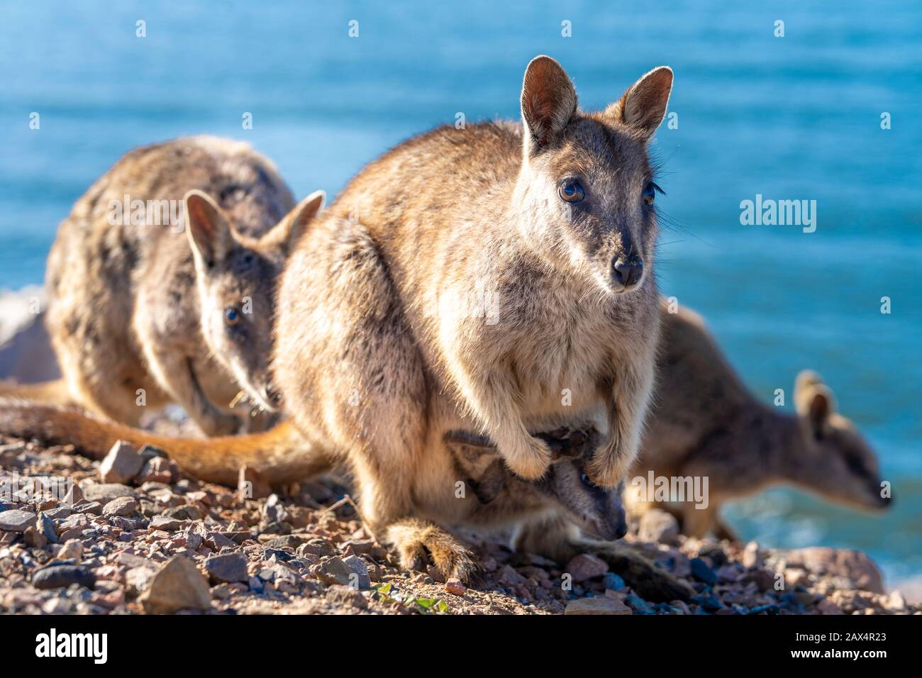 Allied rock-wallaby (Petrogale assimilis) con joey in custodia Foto Stock