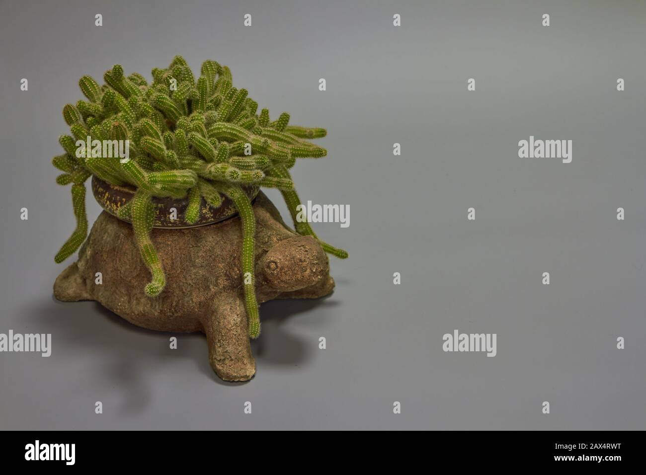 Un cactus sovracresciuto appeso a un vaso a forma di tartaruga, fuoco selettivo Foto Stock