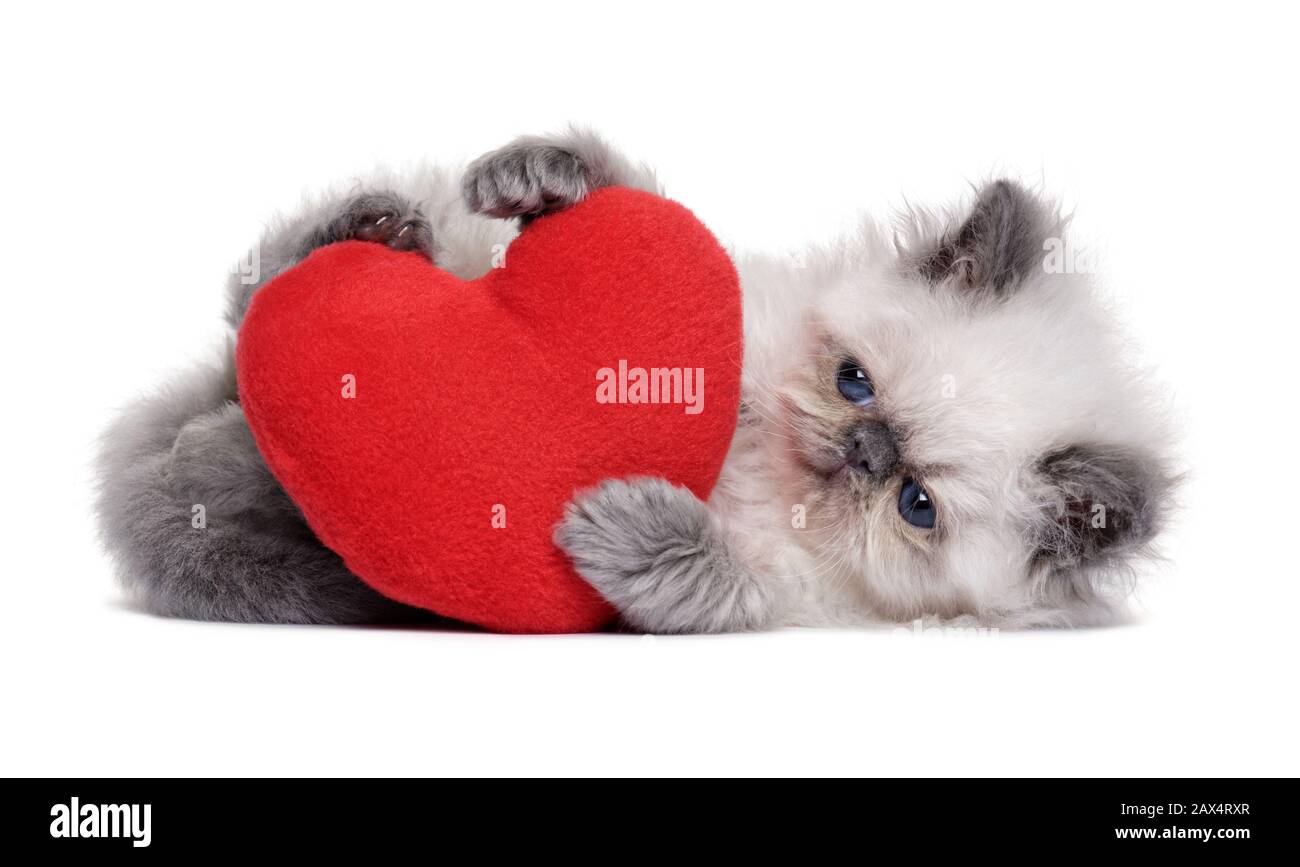 Piccolo cucciolo di colore blu persiano che gioca con un peluche di cuore rosso, isolato su sfondo bianco Foto Stock