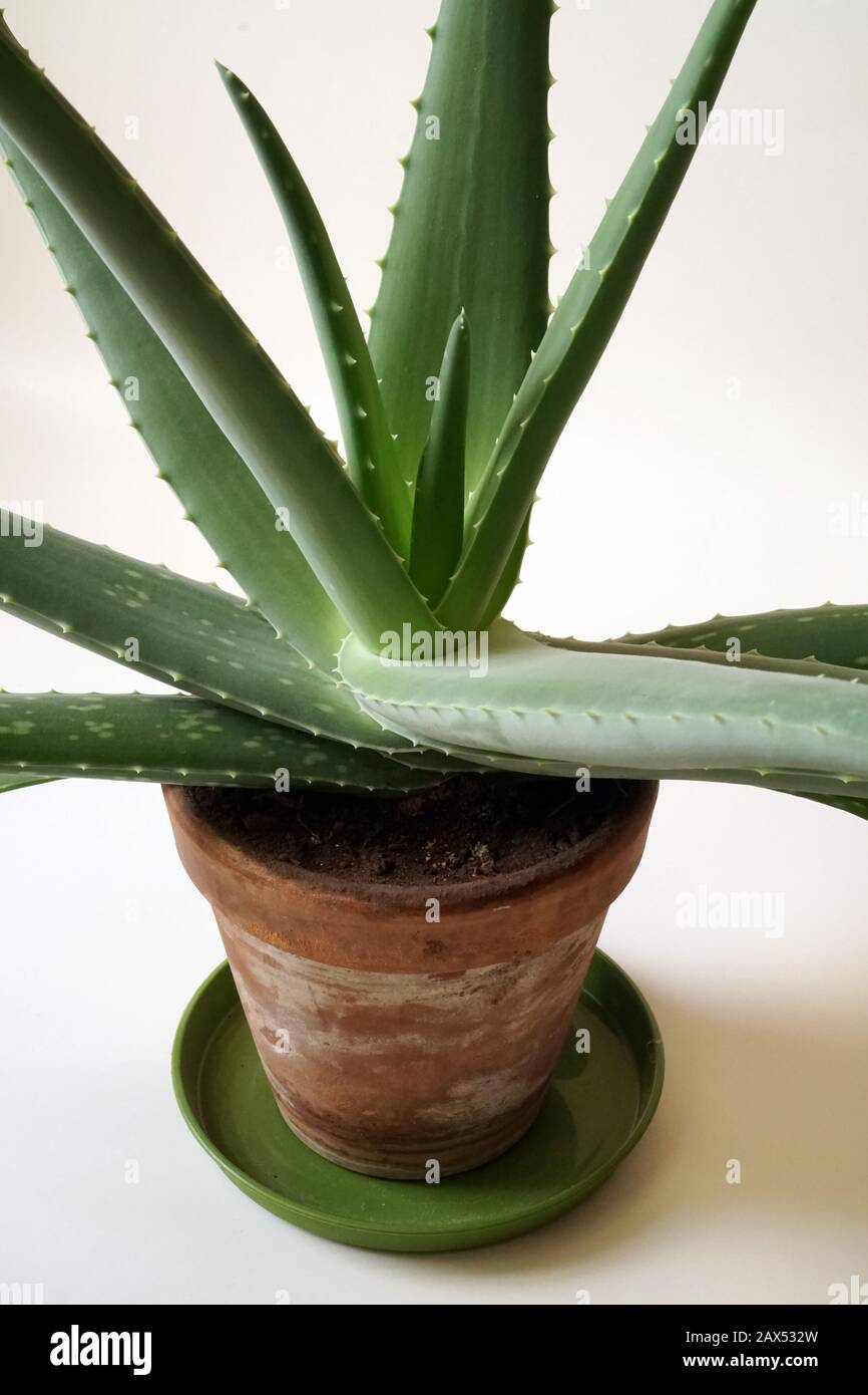 Aloe vera cresce in un vaso di argilla. Agave pianta foglie su sfondo bianco. Vista del fogliame di piante medicinali simile alle stelle. Foto Stock