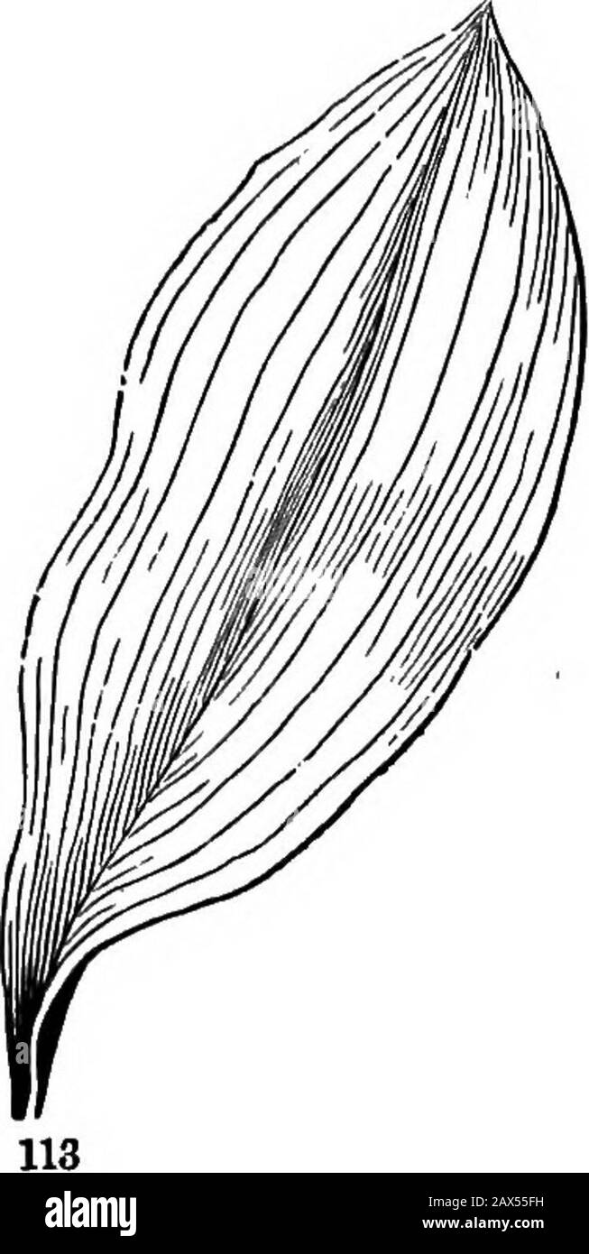 Gli elementi della botanica per principianti e per scuole . Fia 112. Foglia della Quince: I, lama j p, petiole; at, stiluli. SEZIONE 7.] FOGLIE ORDINARIE. 51 veled, - termini che è conveniente usare, anche se questi nerres e vene sono tutti la stessa cosa e non hanno somiglianza ai nervi andlittle alle vene degli animali. 129. Le foglie venate a rete appartengono a piante che hanno una coppia di foglie di semi o cotiledoni, come il Maple (Fig. 20, 24), Faggio (Fig. 33), e. Foto Stock