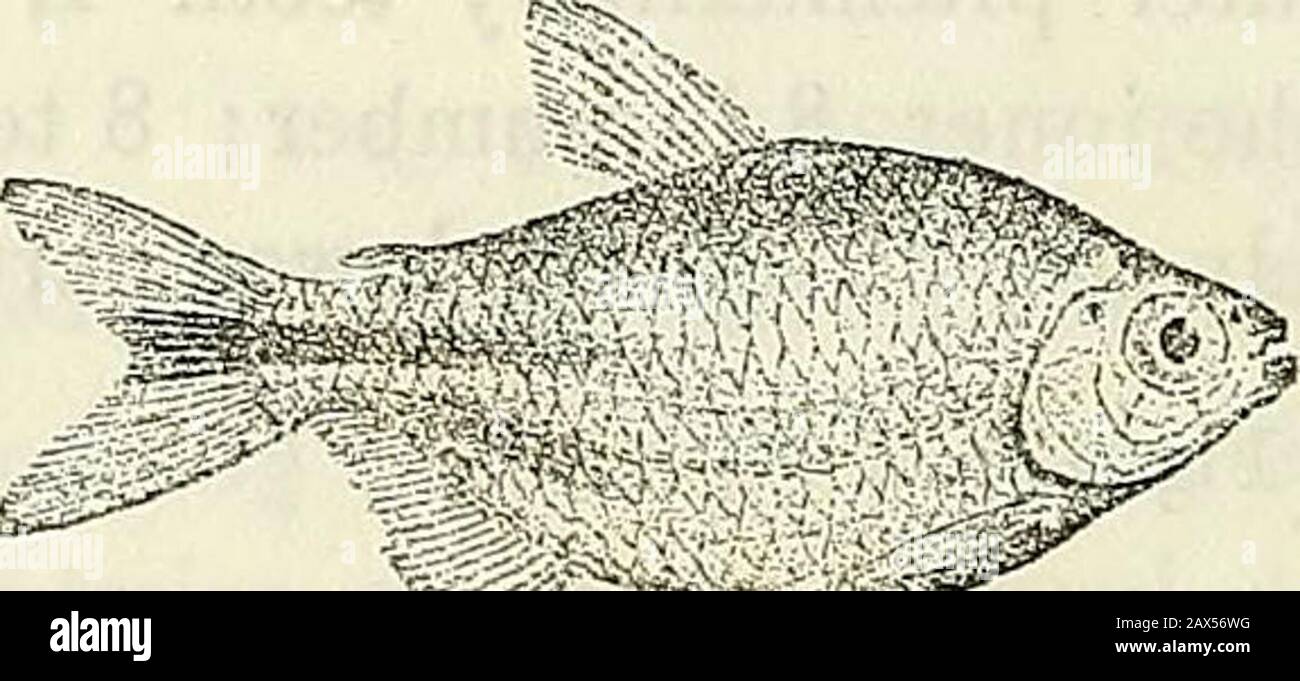 Catalogo dei pesci d'acqua dolce dell'Africa nel British Museum (Storia  Naturale) . ching ventrale.Caudale biforced, con lobi appuntiti. Peduncolo  caudale un po 'più lungo thandeep. Bilancia 30-31 gr, 2 tra linea laterale