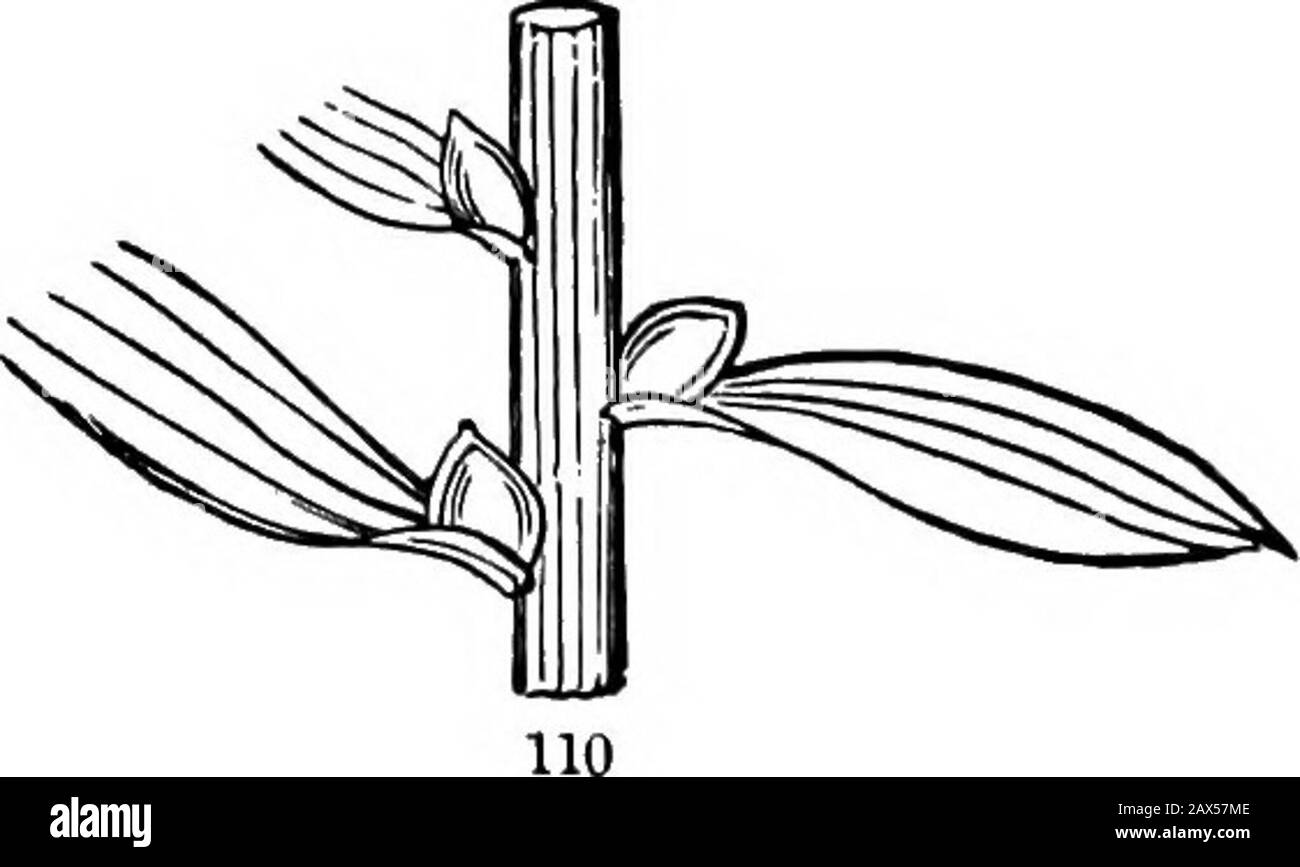 Gli elementi di botanica per principianti e per scuole . tuberi, corms, e bulbi, la parte più duratura della pianta è concentrata, e ridotto per il tempo di lotta (come contro la siccità, il calore, o freddo) ad una piccola quantità di superficie esposta, e questo mostlyriparato nel suolo. Ci sono molte forme consolidate simili che non sono subtei-ranean.Thus piante come il Honseleek(Fig. 91) imitate un bulbo. AmongCactuses la specie colonnare di Cereus (Fig. Malato, 6), può essere hk-ened a rootstocks. Una crosta verde serve lo scopo del fogliame; ma il thesurface è come niente confrontato con un lea ordinario Foto Stock