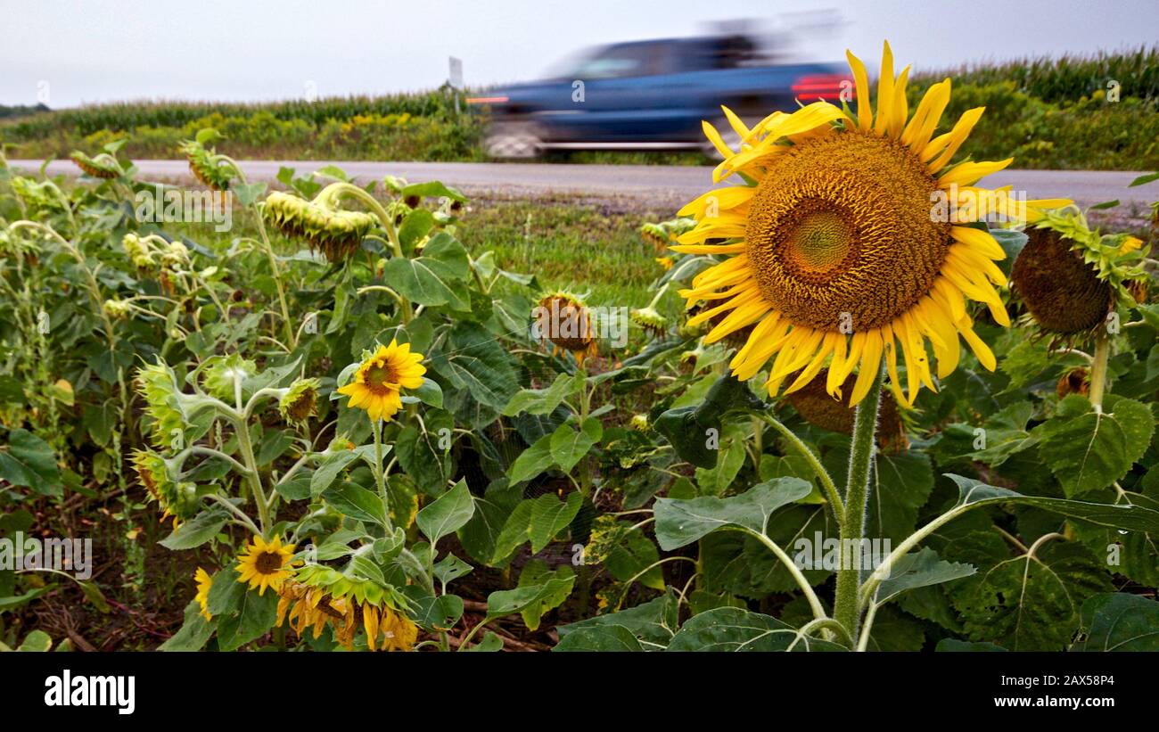 automobile che passa nel campo dei girasoli fioriti Foto Stock