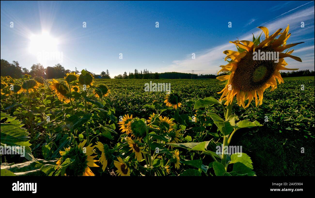 Primo piano di un girasole nel campo di girasole Foto Stock