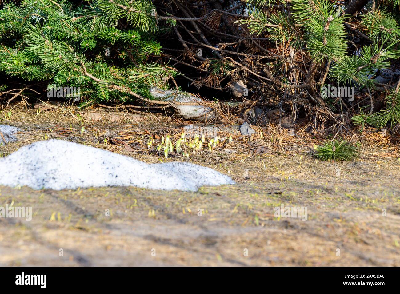 rami di abete rosso sotto i quali i primi germogli primaverili si rompono da sotto gli ultimi anni aghi caduti e resti di neve, fuoco selettivo Foto Stock