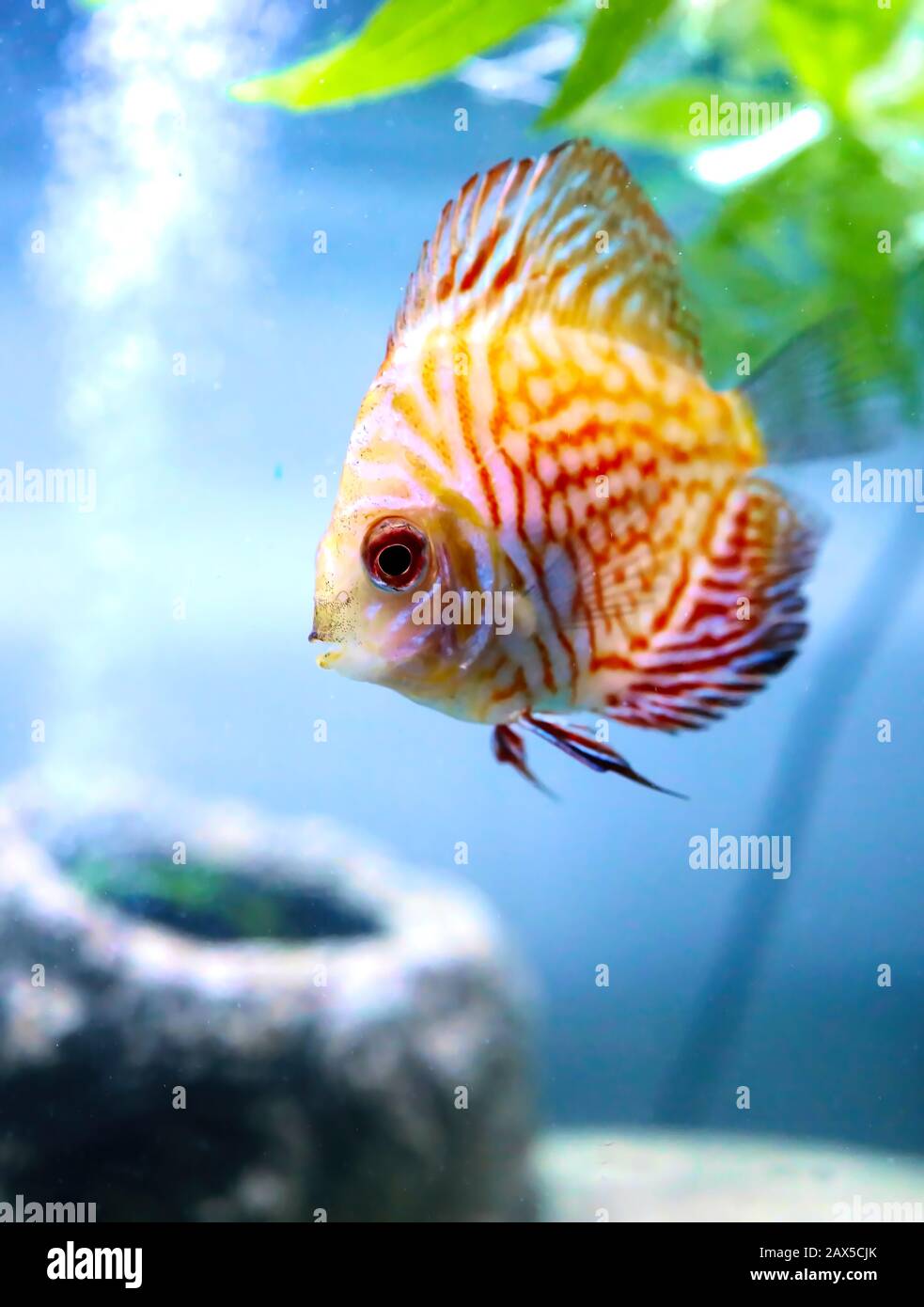 Angel Fish fare quello che i pesci fanno, nuotare intorno al serbatoio in attesa che il cibo di cadere. Foto Stock