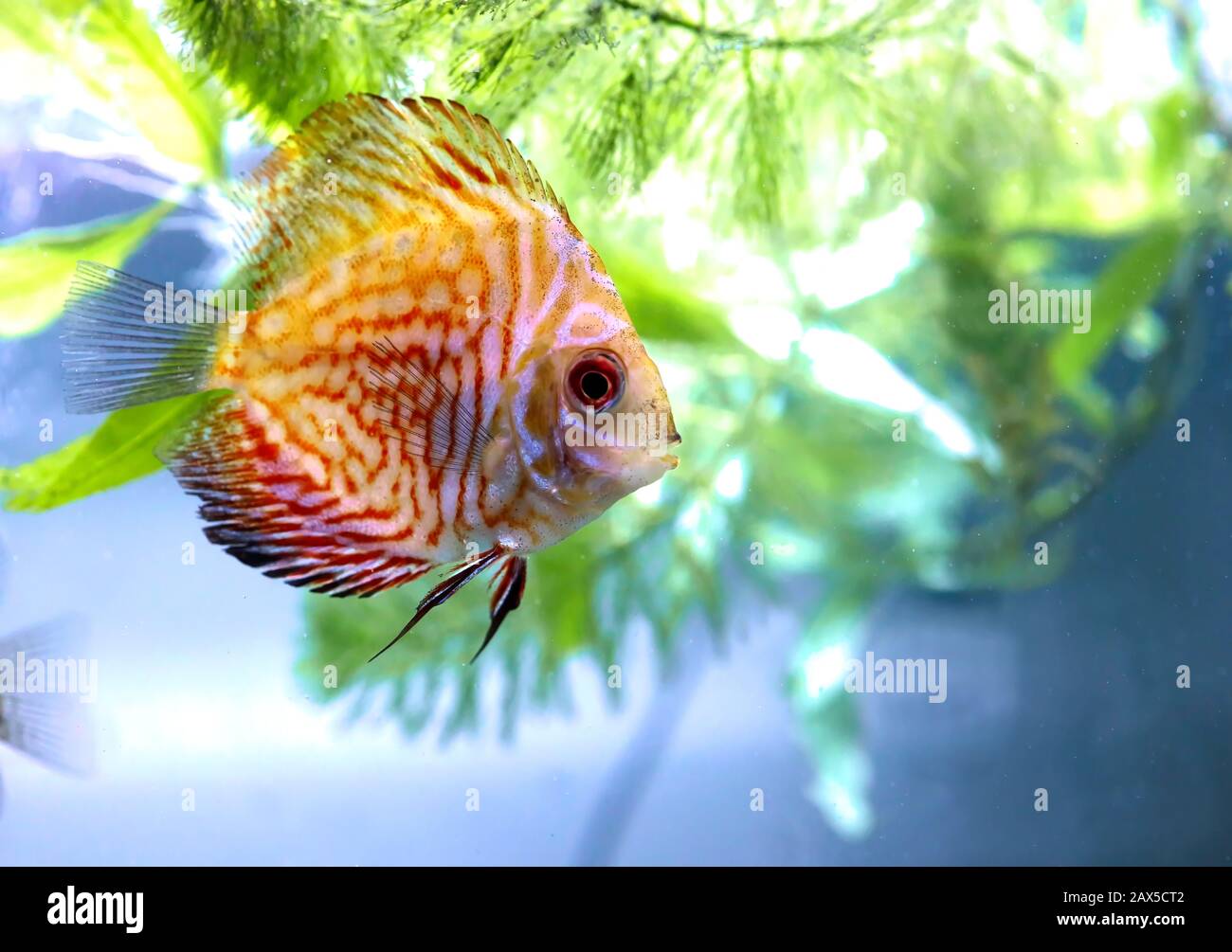 Angel Fish fare quello che i pesci fanno, nuotare intorno al serbatoio in attesa che il cibo di cadere. Foto Stock