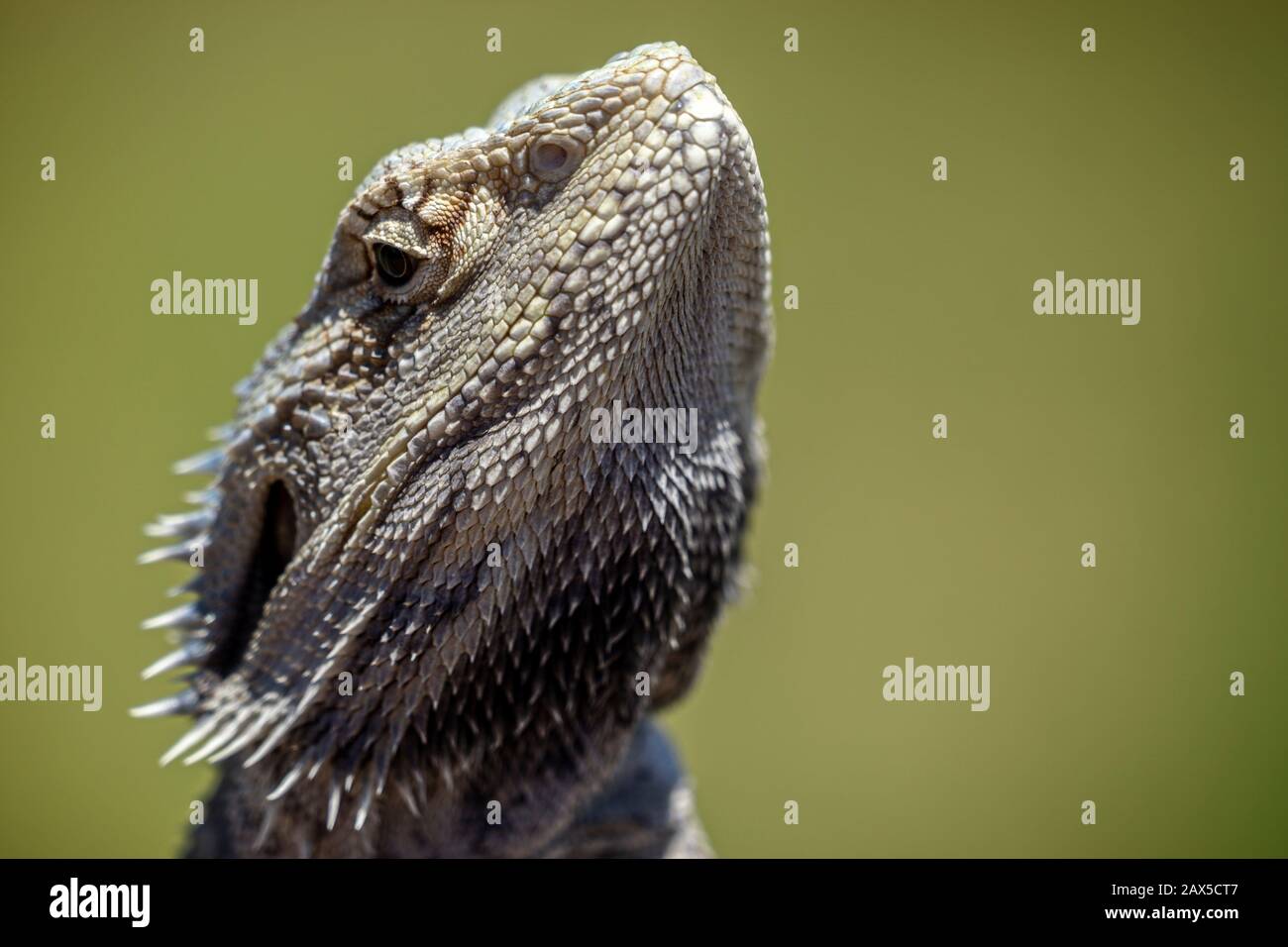 Primo piano di testa del drago orientale barbuto (Pogona barbata) Foto Stock