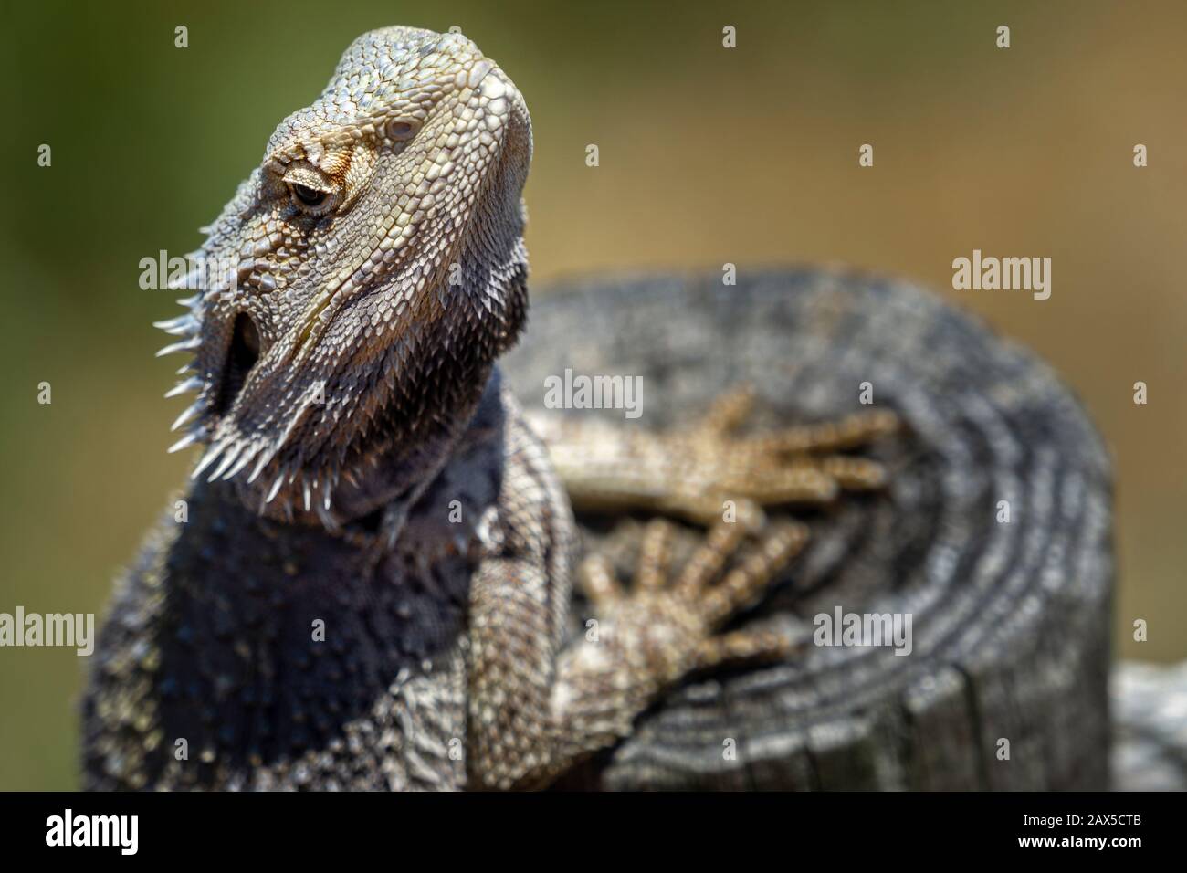 Primo piano di testa del drago orientale barbuto (Pogona barbata) Foto Stock