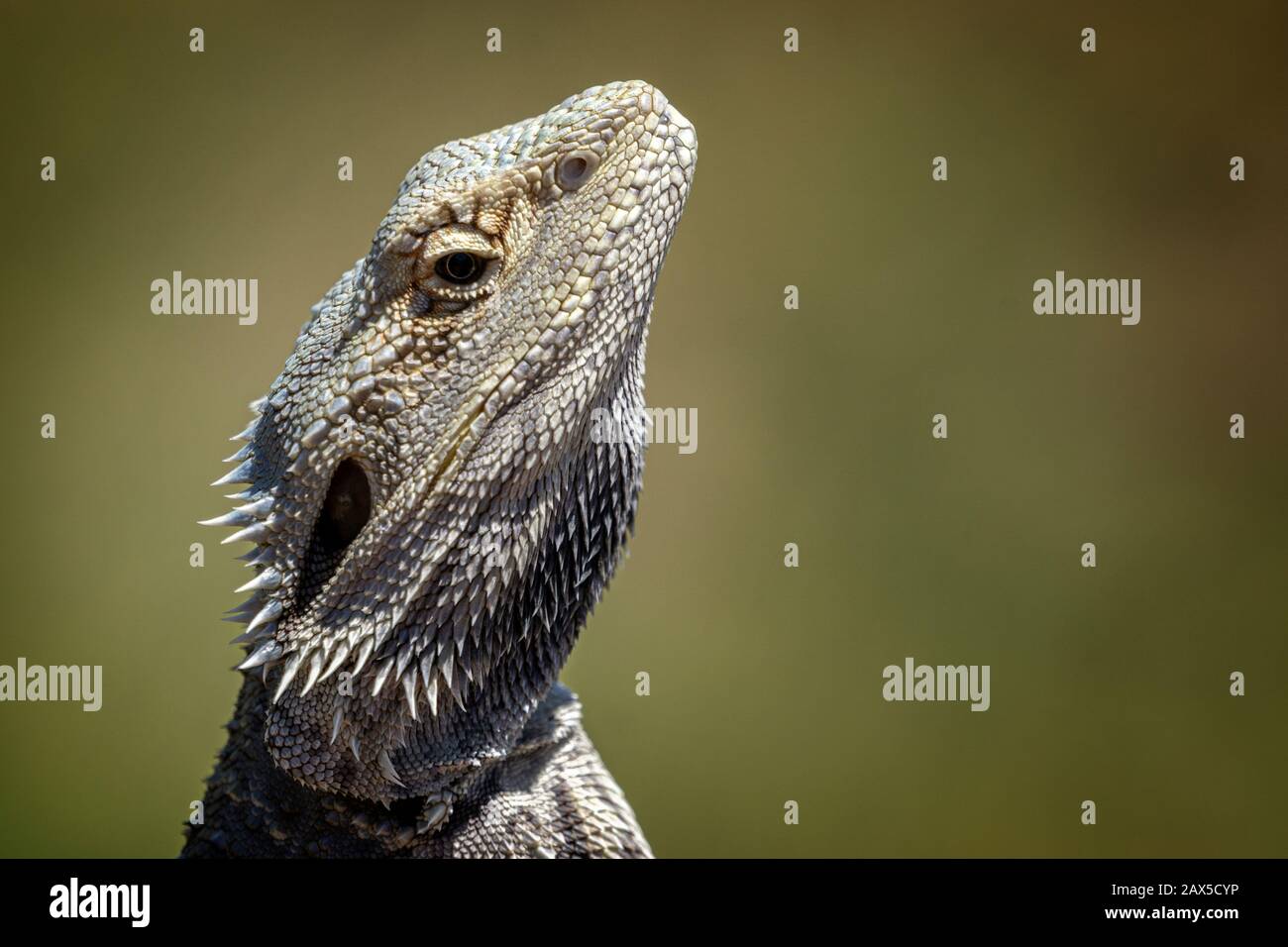 Primo piano di testa del drago orientale barbuto (Pogona barbata) Foto Stock