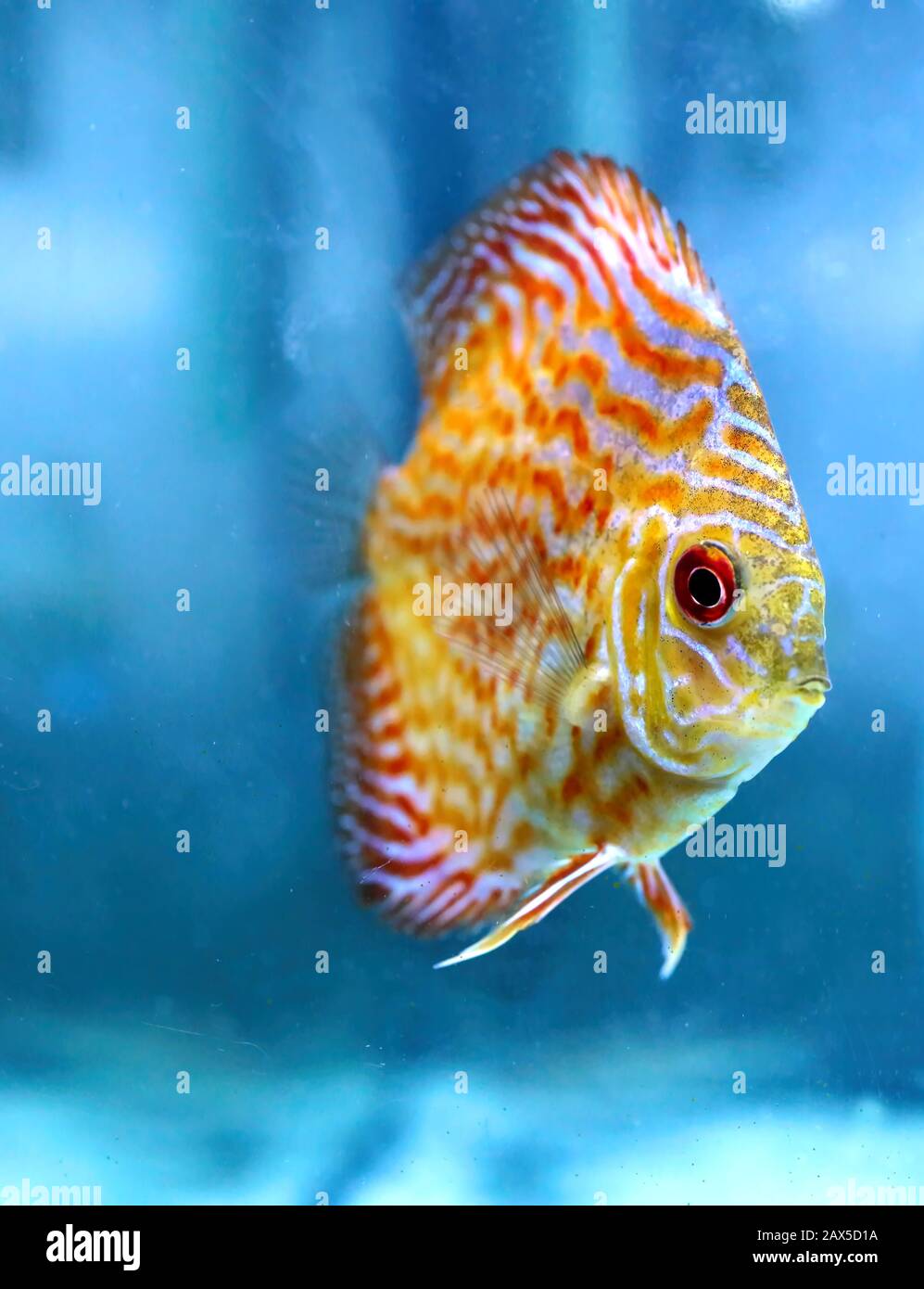 Angel Fish fare quello che i pesci fanno, nuotare intorno al serbatoio in attesa che il cibo di cadere. Foto Stock