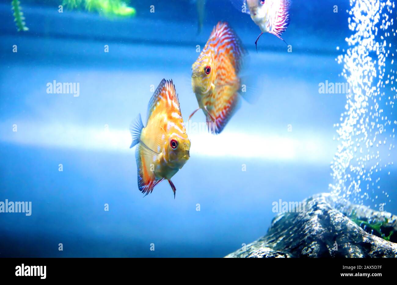 Angel Fish fare quello che i pesci fanno, nuotare intorno al serbatoio in attesa che il cibo di cadere. Foto Stock