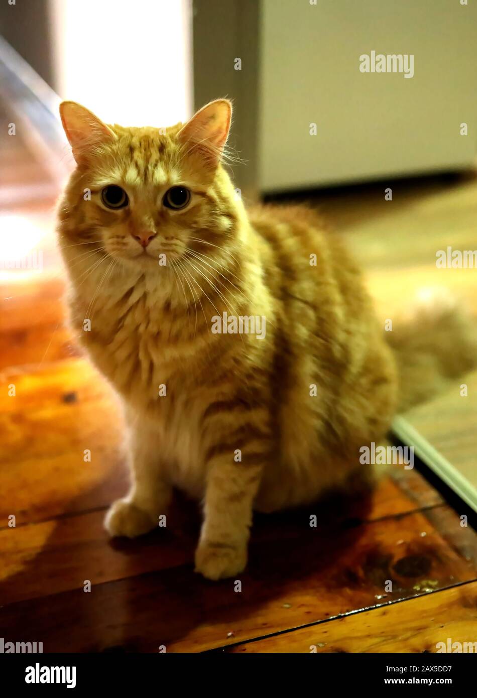 Un felino arancione da tabby, molto peloso, carino e coccolato gatto di casa maschile, appena seduto in attesa di cena. Foto Stock