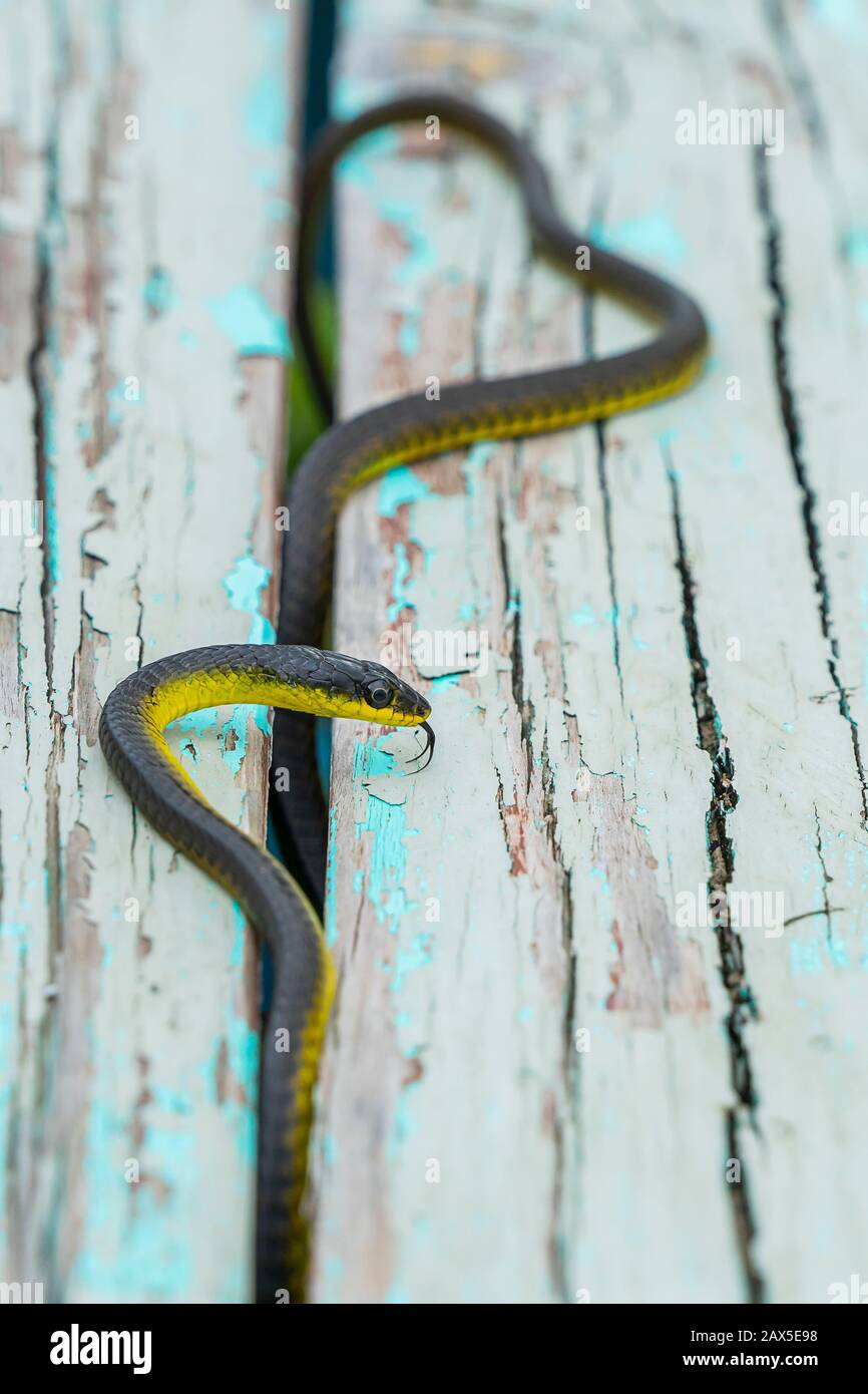 Comune serpente di albero (Dendrecidivis punctulatus) su vecchia panchina di legno Foto Stock