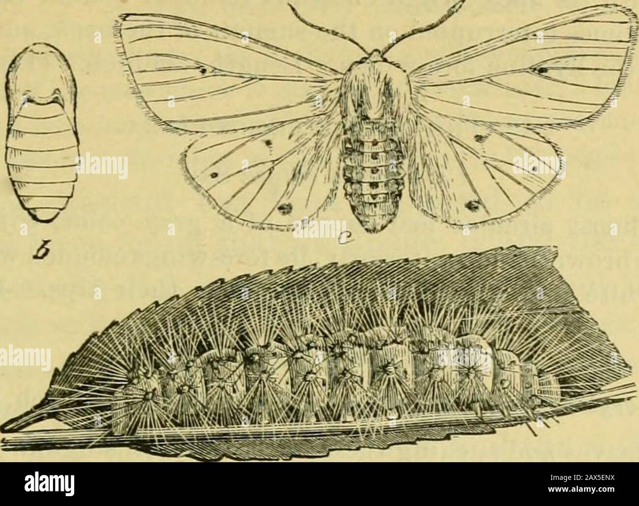 Quinta relazione della Commissione entomologica degli Stati Uniti, in fase di revisione e di ampliamento del Bollettino no7, sugli insetti nocivi per le foreste e gli alberi da ombra . ry, erbe e vari ortaggi da giardino, E lo abbiamo trovato dalla prima a metà di settembre nel Maine nutrimento sulla spina di punta e l'alsothe pece-pino. Secondo Harris ci sembrano essere due brodi di colonne di gatto e due dei moti. I caterpilars, egli dichiara, sono tobe trovato di età e dimensioni diverse dal primo giugno al ottobre.When completamente cresciuto sono circa 2 pollici di lunghezza, e poi intocreep alcuni convenienza Foto Stock