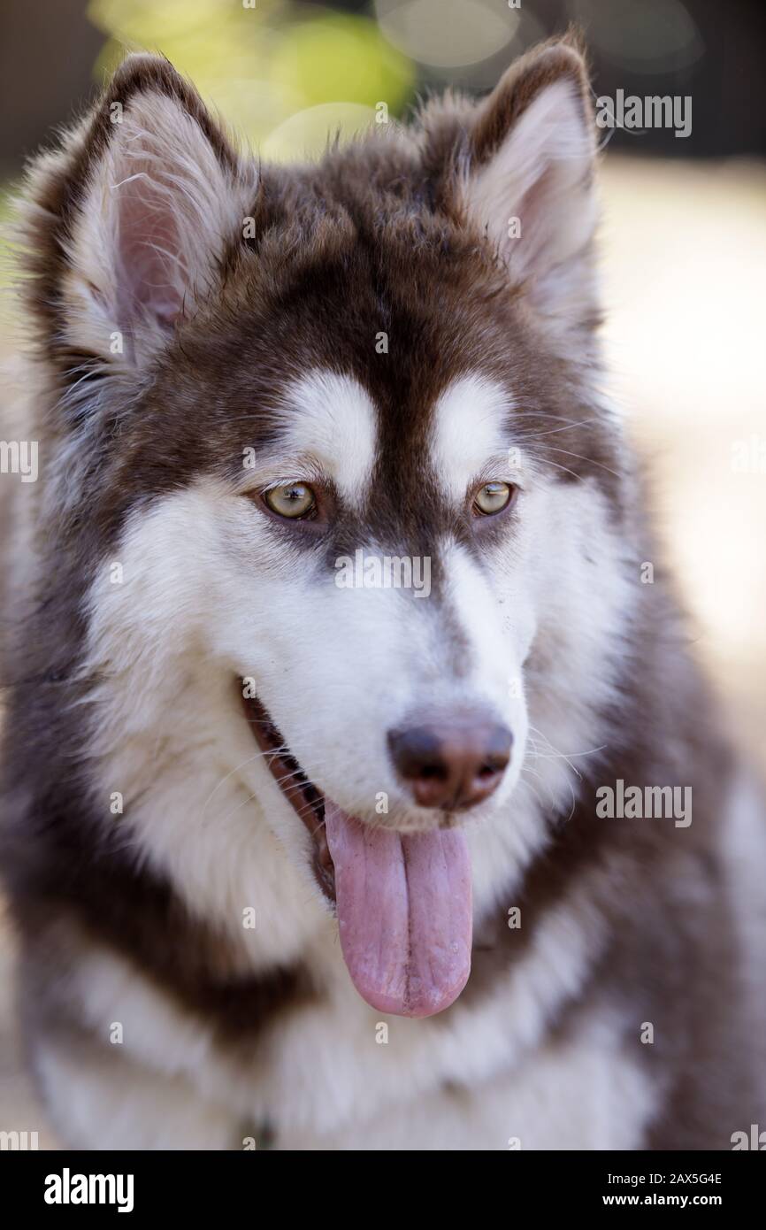 Femmina rosso e bianco cucciolo Alaskan Malamute testa Foto Stock