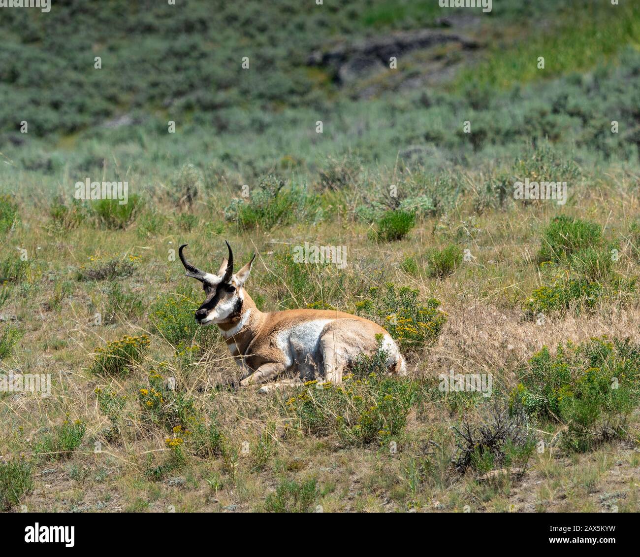 Pronhorn giacente in campo erboso. Foto Stock