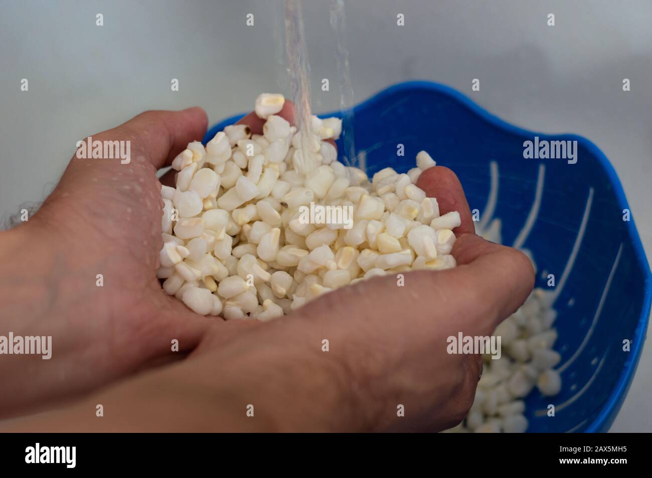 Hominy pre-cotto che viene lavato per cucinare piatto messicano Pozole Foto Stock