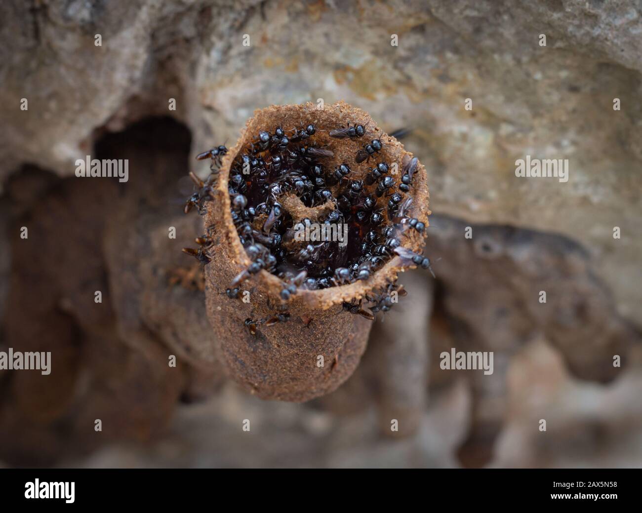 Api di miele senza lingless, Trigona nigra, Meliponines dallo Yucatan, Messico Foto Stock
