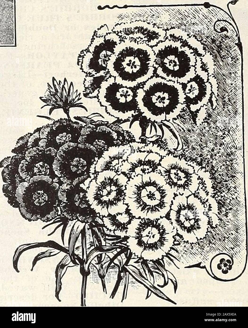 Currie's fattoria e giardino annuale : primavera 1915 . i tosaerba sono a forma di stella, giallo dorato con un centro nero, Stella molto attraente - fiori a gambo lungo del più puro giallo dorato con disco nero. Doppio Bianco, tuttavia, Non è costante 10 a forma di stella doppio misto - Simile in stile ad un cactus Dahlia, sur-arrotondato al bordo con lunghi petali sfusi disposti come raggi di una ruota 5 DOPPI GIRASOLI. Californieus - molto grande, doppio, 5 piedi. Once 15c 5 Chrysanthemum-Fiorito, UN magnifico girasole. I fiori sono di colore arancio adeep, molto doppio e leggermente frangiato, prodotto su l Foto Stock