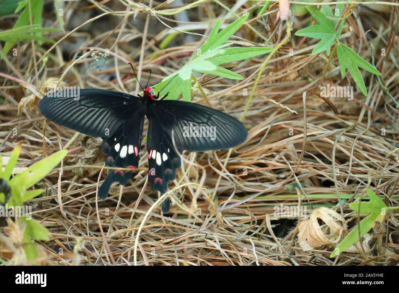 primo piano di un insetto maschio a farfalla nero malato poggiante su pianta di fagioli verdi, foglia in autunno, farfalla all'aperto, ali di farfalla Foto Stock