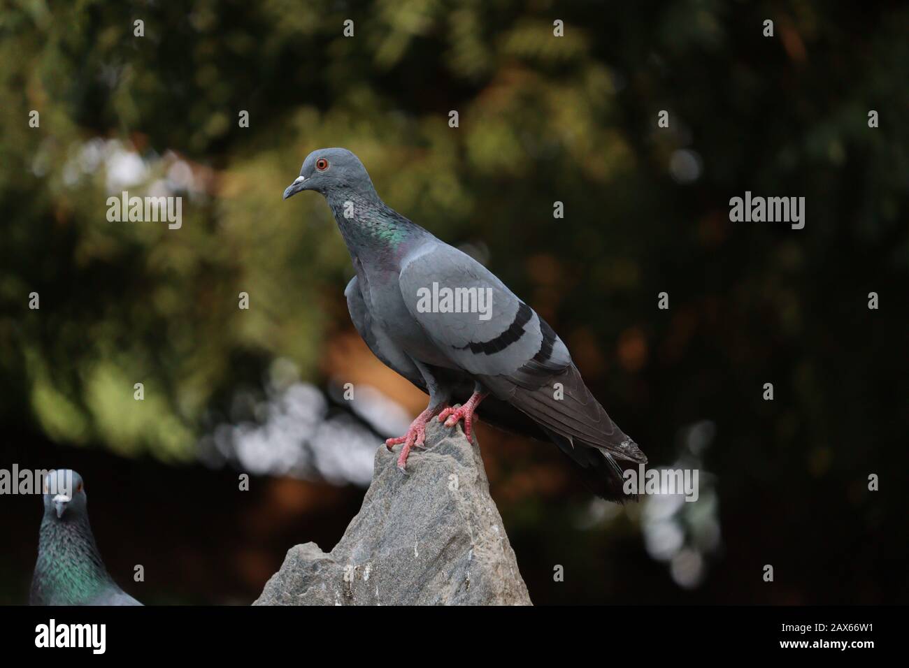 colpo di corpo intero di un uccello domestico blu del piccione che riposa sulla roccia grande del supporto con sfondo verde dell'albero di sfocatura, all'aperto uccello del piccione dell'animale domestico sulla roccia Foto Stock