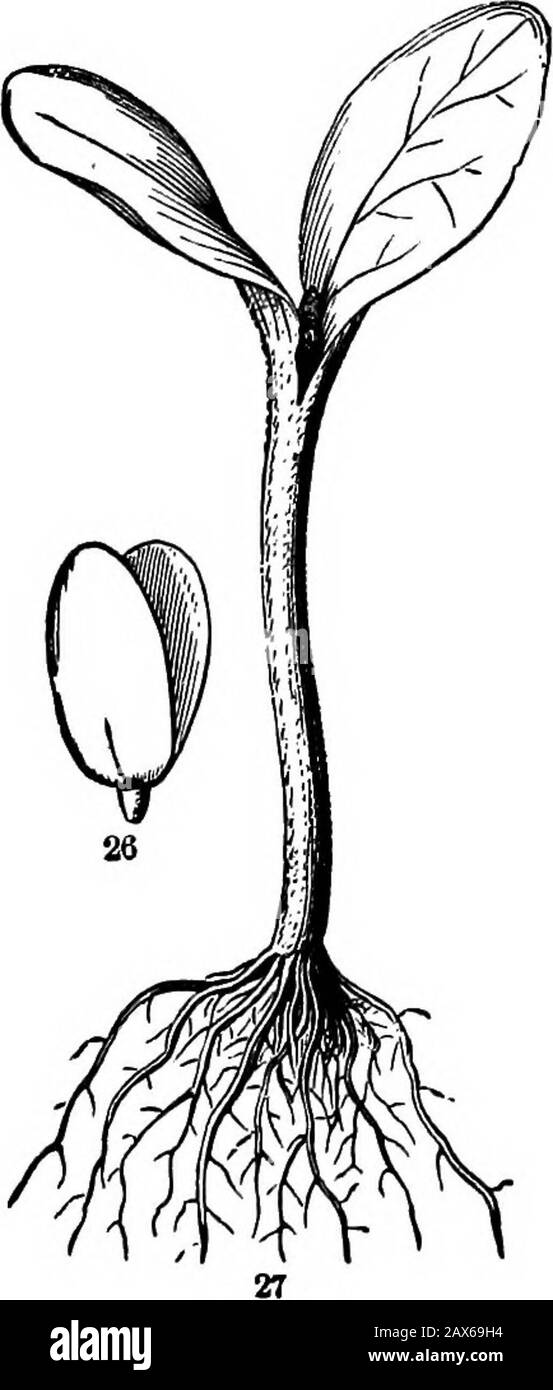 Gli elementi della botanica per principianti e per scuole . Fig. 21. Pniit (una chiave) di Acero d'Argento, Acer Dasycarpnm, di dimensione naturale, la porzione portante di theseed divisa per mostrare il seme. 22. Embrione del seme takenout. 23. Lo stesso si aprì, per mostrare i cotiledoni spessi e il piccolo germoglio di piombo tra loro. 24. La germinazione dell'acero d'argento, taglia naturale; soltanto la base del frutto, contenente il seme, è mostrata. 25. Embrione della stessa, preso fuori della buccia; uppfj parte di gambo crescente tagliato, per desiderio di stanza. 18 GIOVANI PIANTA. [Sezione 3. Sulla superficie del suolo, i cotiledoni piatti ma spessi rima Foto Stock