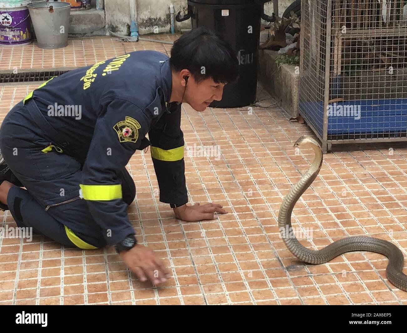 Bangkok, Tailandia. 03rd Feb, 2020. Pinyo Pukpinyo, cacciatore di serpenti presso il reparto antincendio. Qui guarda una cobra nell'occhio. Nella capitale tailandese, la brigata antincendio è chiamata più spesso per i serpenti che per spegnere gli incendi. (A dpa 'The Snake Hunter of Bangkok') credito: Caroline Bock/dpa/Alamy Live News Foto Stock