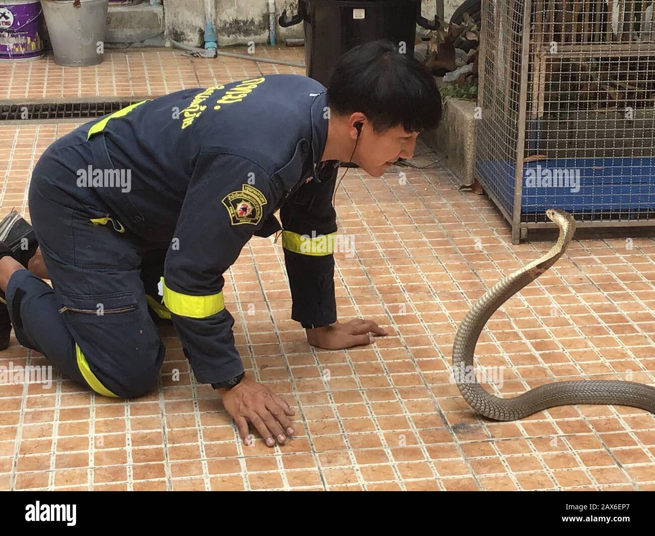 Bangkok, Tailandia. 03rd Feb, 2020. Pinyo Pukpinyo, cacciatore di serpenti presso il reparto antincendio. Qui guarda una cobra nell'occhio. Nella capitale tailandese, la brigata antincendio è chiamata più spesso per i serpenti che per spegnere gli incendi. (A dpa 'The Snake Hunter of Bangkok') credito: Caroline Bock/dpa/Alamy Live News Foto Stock