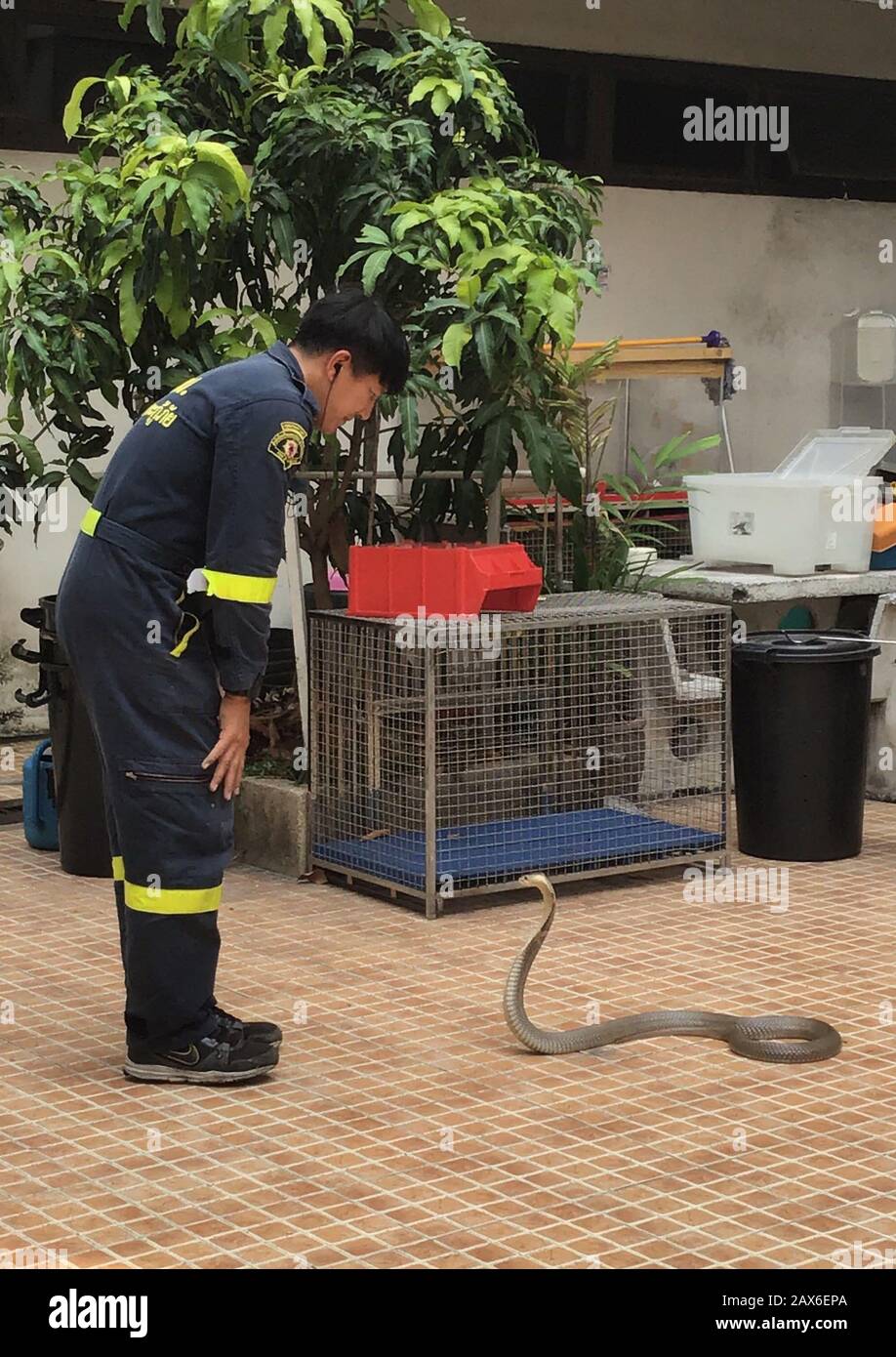 Bangkok, Tailandia. 03rd Feb, 2020. Pinyo Pukpinyo, cacciatore di serpenti presso il reparto antincendio. Sul suo orologio dimostra che cosa osservare quando si tratta di una cobra. Nella capitale tailandese, la brigata antincendio è chiamata più spesso per i serpenti che per spegnere gli incendi. (A dpa 'The Snake Hunter of Bangkok') credito: Caroline Bock/dpa/Alamy Live News Foto Stock