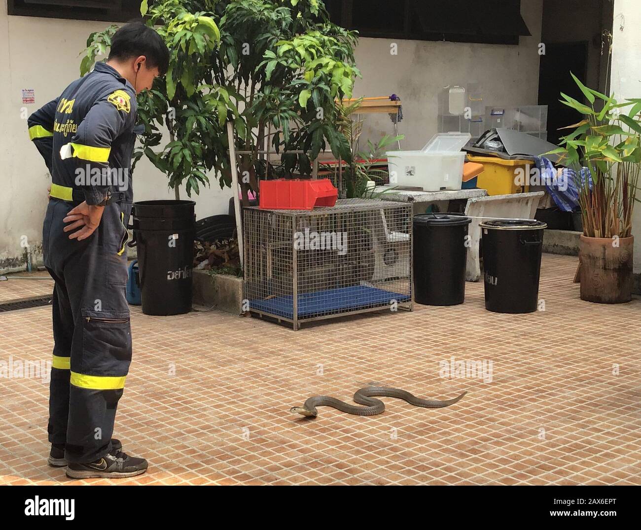 Bangkok, Tailandia. 03rd Feb, 2020. Pinyo Pukpinyo, cacciatore di serpenti presso il reparto antincendio. Sul suo orologio dimostra che cosa osservare quando si tratta di una cobra. Nella capitale tailandese, la brigata antincendio è chiamata più spesso per i serpenti che per spegnere gli incendi. (A dpa 'The Snake Hunter of Bangkok') credito: Caroline Bock/dpa/Alamy Live News Foto Stock