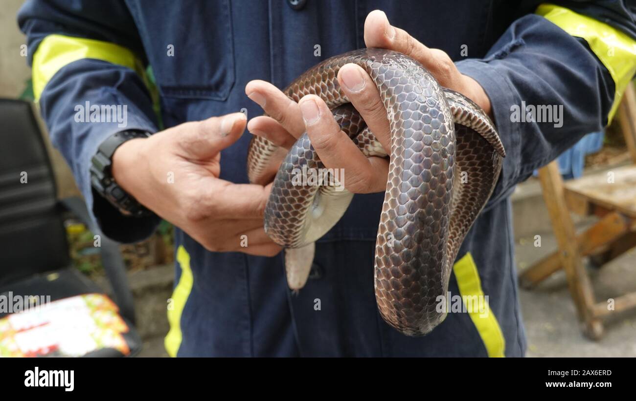 Bangkok, Tailandia. 03rd Feb, 2020. Pinyo Pukpinyo, cacciatore di serpenti presso il reparto antincendio, tiene un serpente che ha catturato in mano. Nella capitale tailandese, la brigata antincendio è chiamata più spesso per i serpenti che per spegnere gli incendi. (A dpa 'The Snake Hunter of Bangkok') credito: Caroline Bock/dpa/Alamy Live News Foto Stock