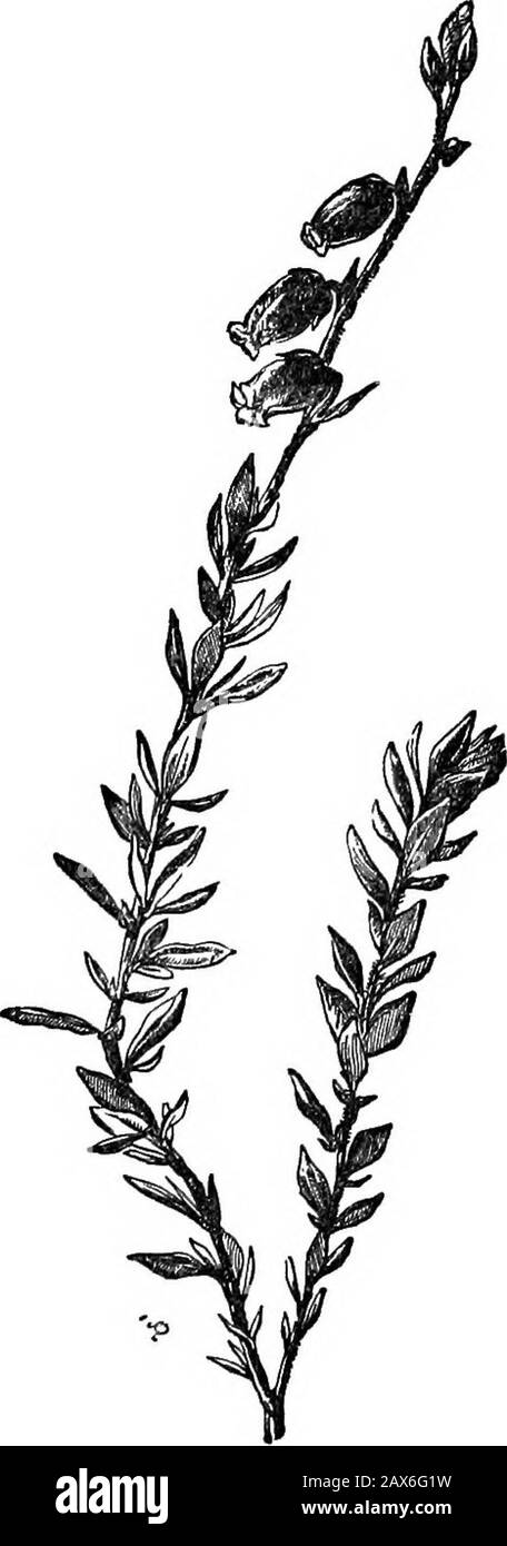 Signora come e Signora perché, o, prime lezioni in terra lore per i bambini . è ora il Sahara, il grande deserto di sabbia, perché questo era un fondo marino non molto tempo fa. Ma allora, come fu questa terra di Atlantide a unirsi al Capo Di Buona Speranza? Non posso dire come, o quando. Ma questo isplain: Il posto nel mondo dove i più beautifulheaths crescono è il capo Di Buona Speranza? Sapete Imostred voi heaths del capo una volta alla casa del giardiniera del vivaio. OH sì, rosa, giallo e bianco; così muchlarger che il nostro. Poi sembra (dico solo che sembra) come se ci fosse stata una certa terra una volta verso ovest, da chi Foto Stock